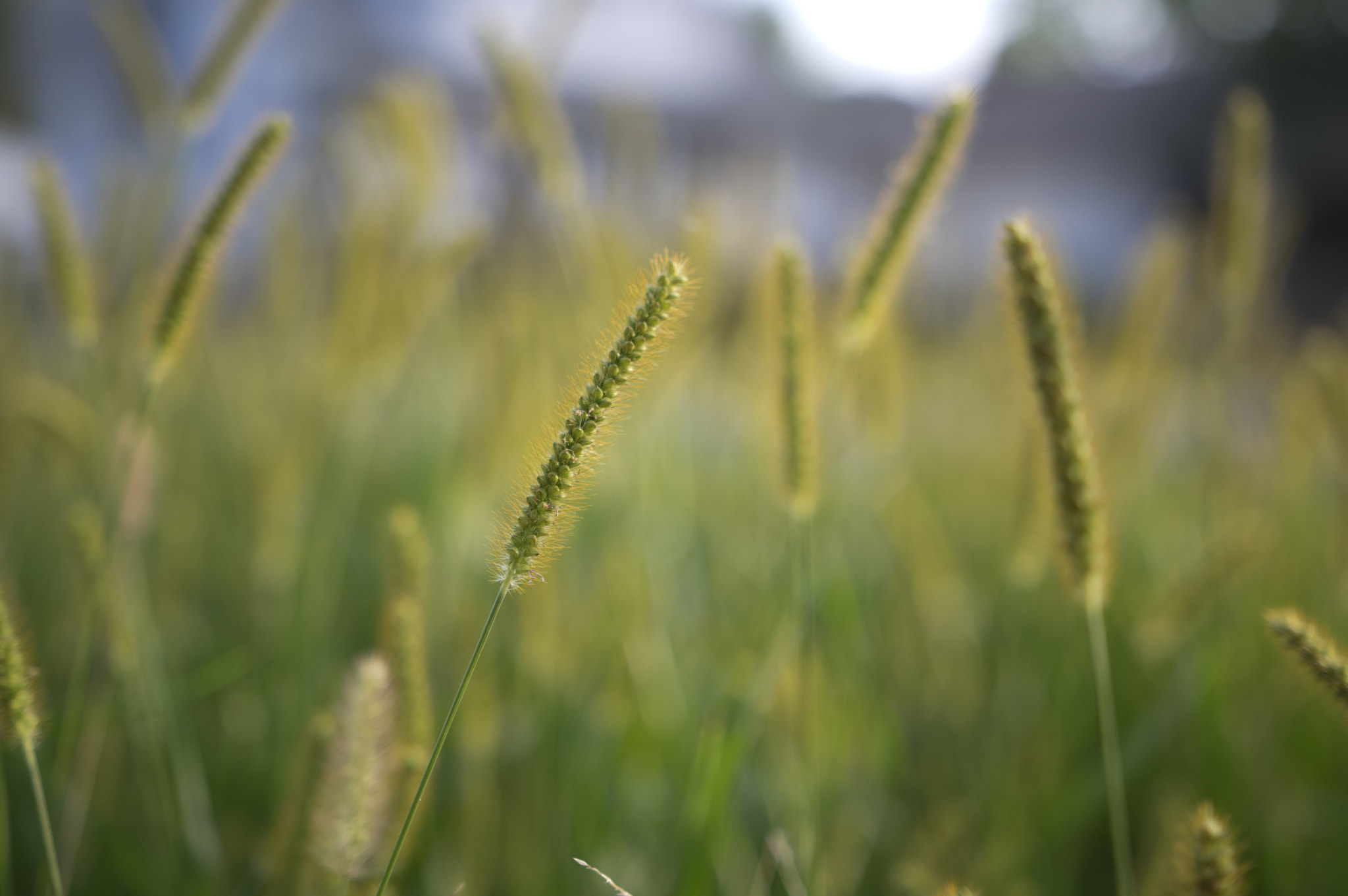 Pentax K-3 + Sigma 18-35mm F1.8 DC HSM Art sample photo. Morning grass photography