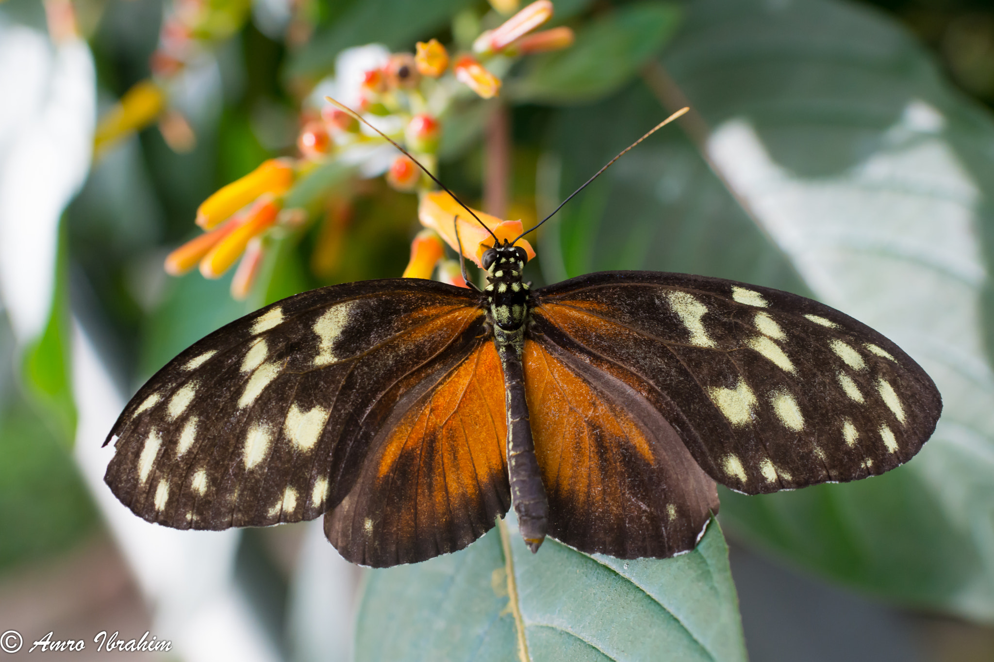 Nikon D7200 + Nikon AF-S Nikkor 35mm F1.8G ED sample photo. Butterfly eating her lunch photography