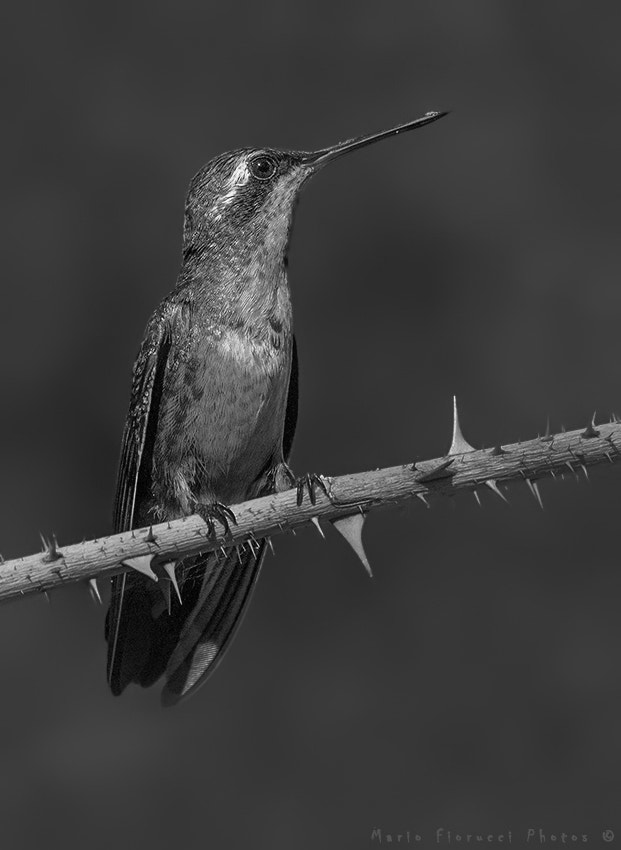 Canon EF 100-400mm F4.5-5.6L IS USM sample photo. Hummingbird photography
