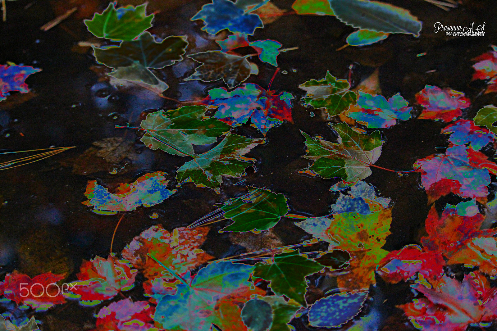55.0 - 250.0 mm sample photo. Fall leaves solarized photography