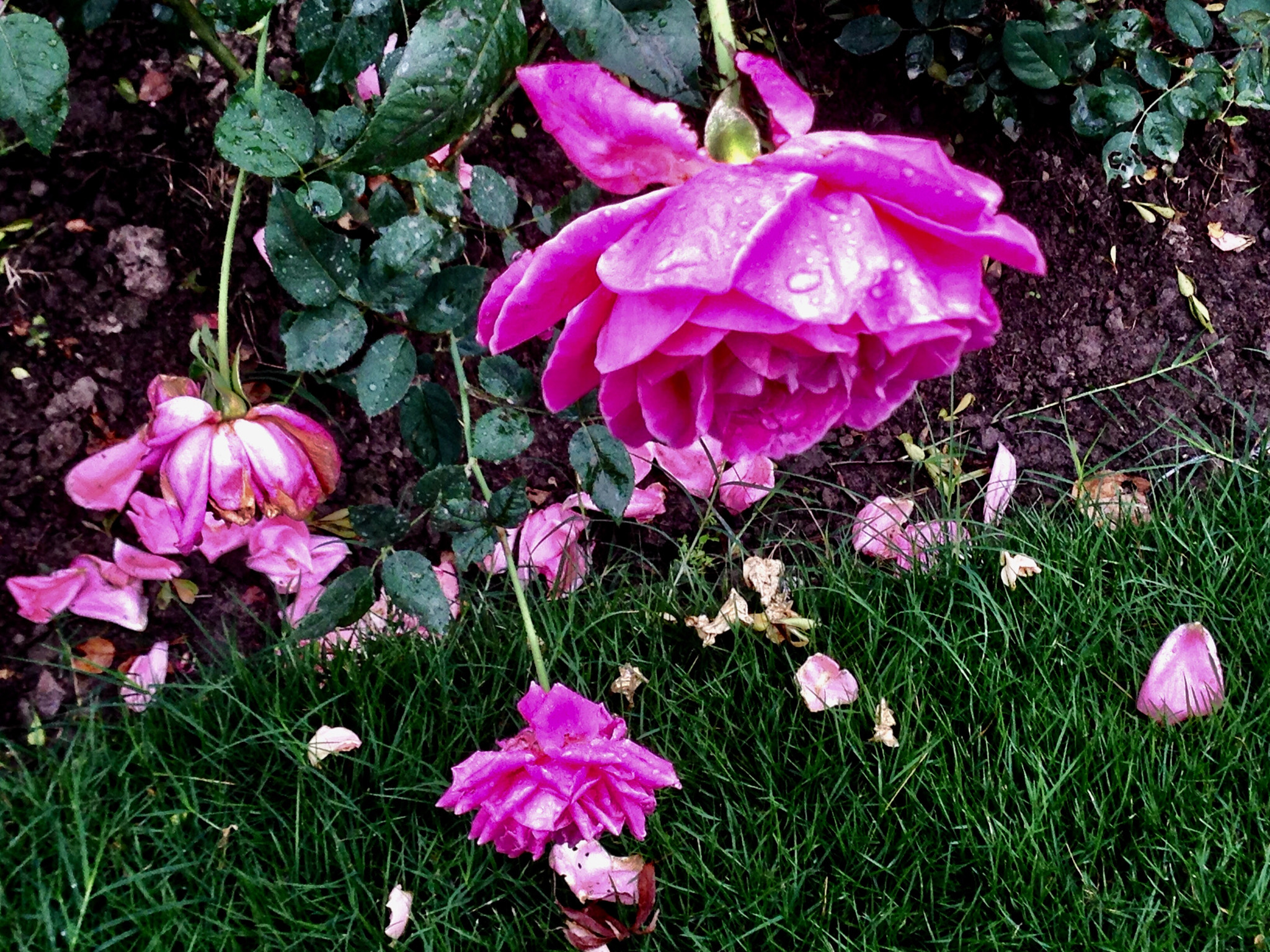 Apple iPhone5,2 sample photo. The rose after raining 雨后的月季 photography