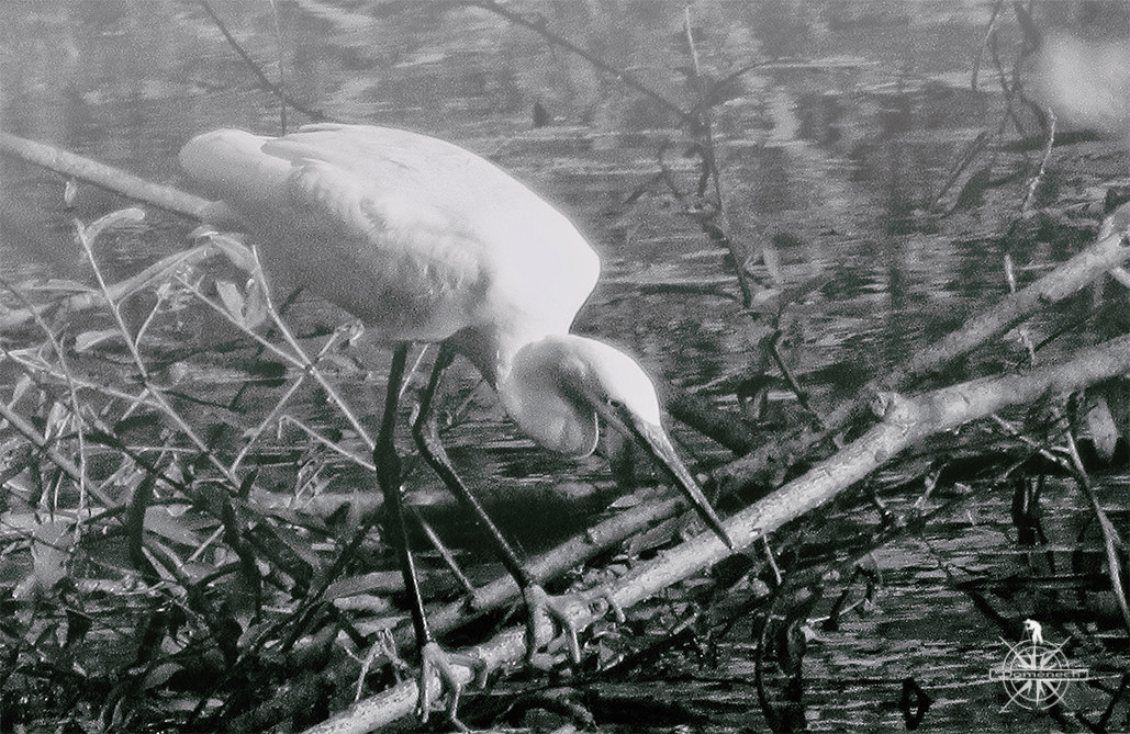 Canon PowerShot SX610 HS sample photo. Egretta garzetta photography