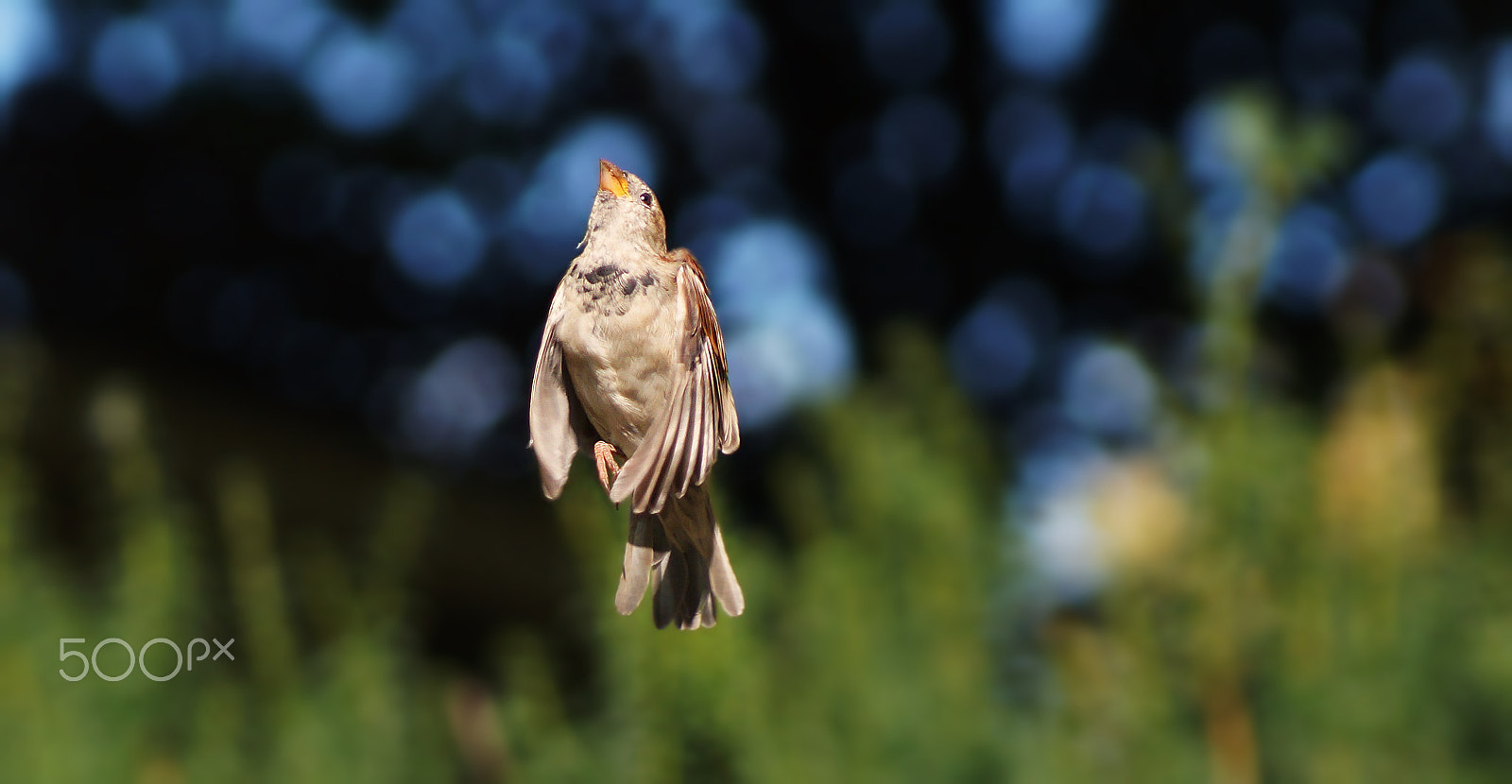 Sony 75-300mm F4.5-5.6 sample photo. Going up photography