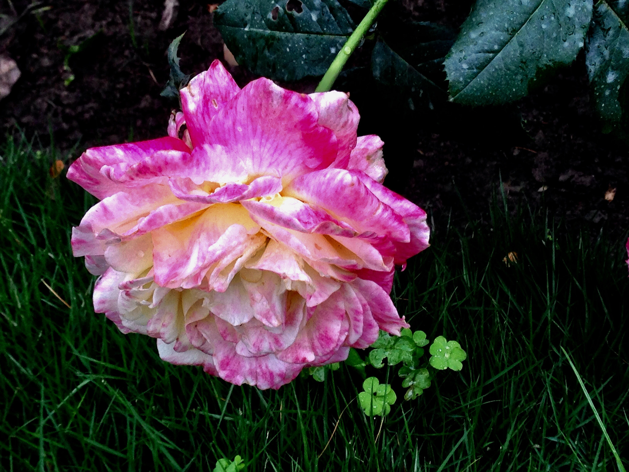 Apple iPhone5,2 sample photo. Lodged rose 倒伏的月季花 photography