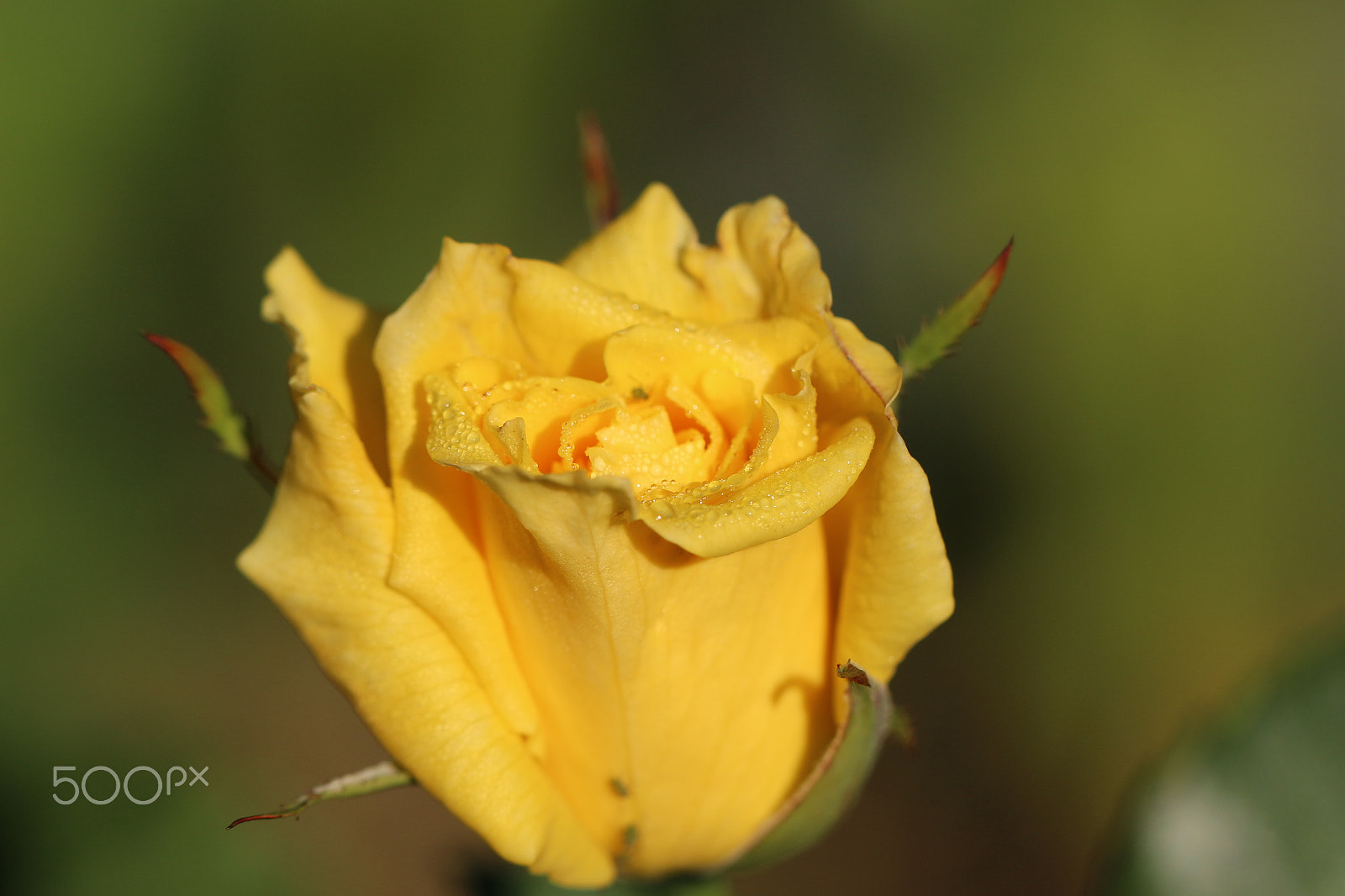 Canon EF 100mm F2.8L Macro IS USM sample photo. Yellow rose photography