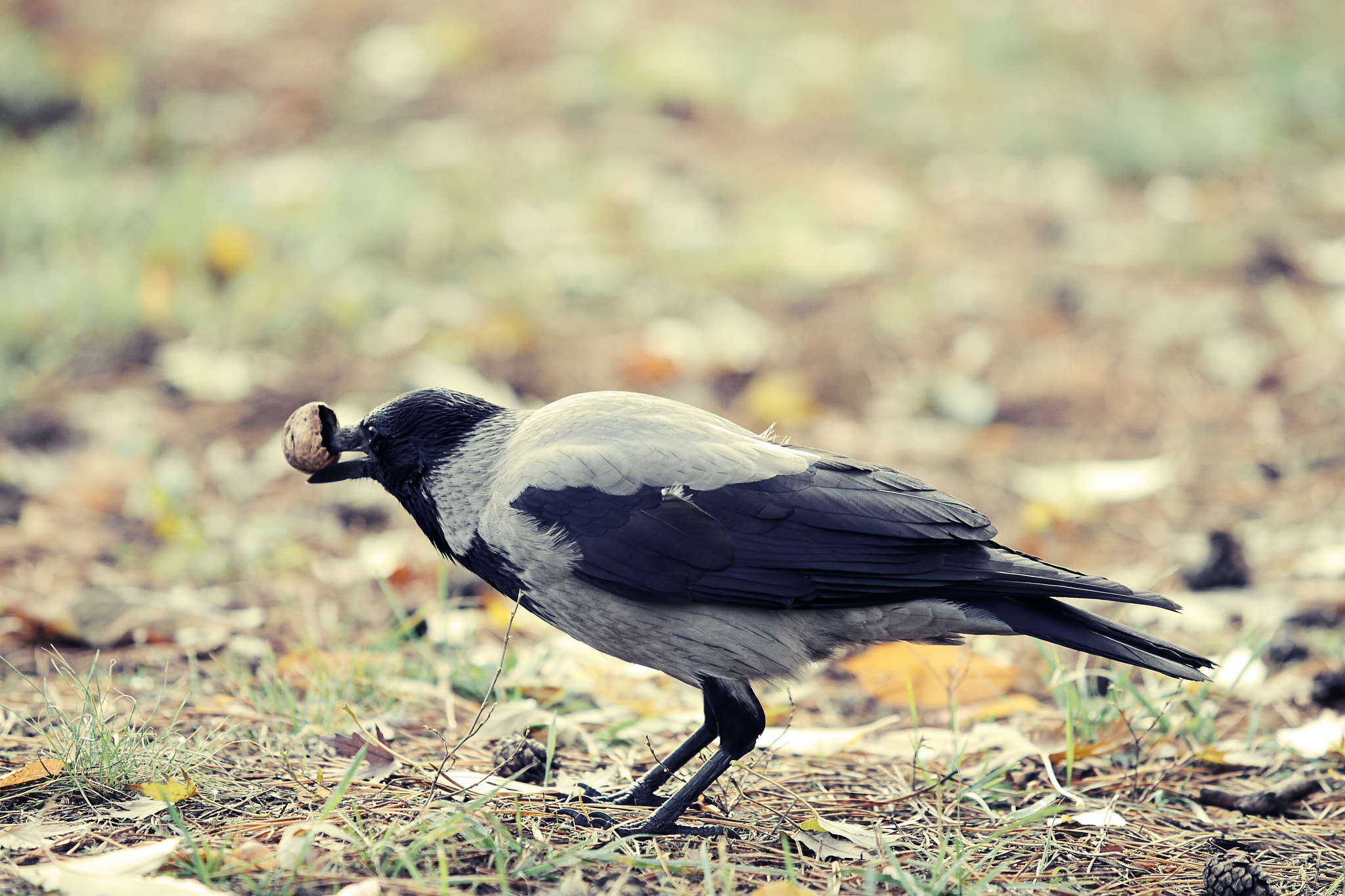 Canon EOS-1D Mark II N sample photo. ? hard ? photography