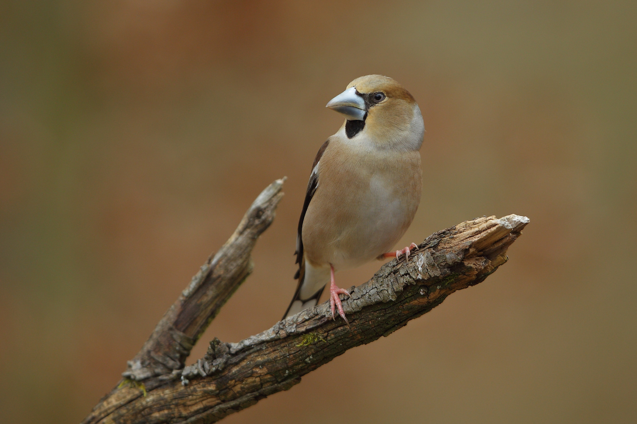 Canon EF 400mm F2.8L IS USM sample photo. Kernbeisser, hawfinch, female photography