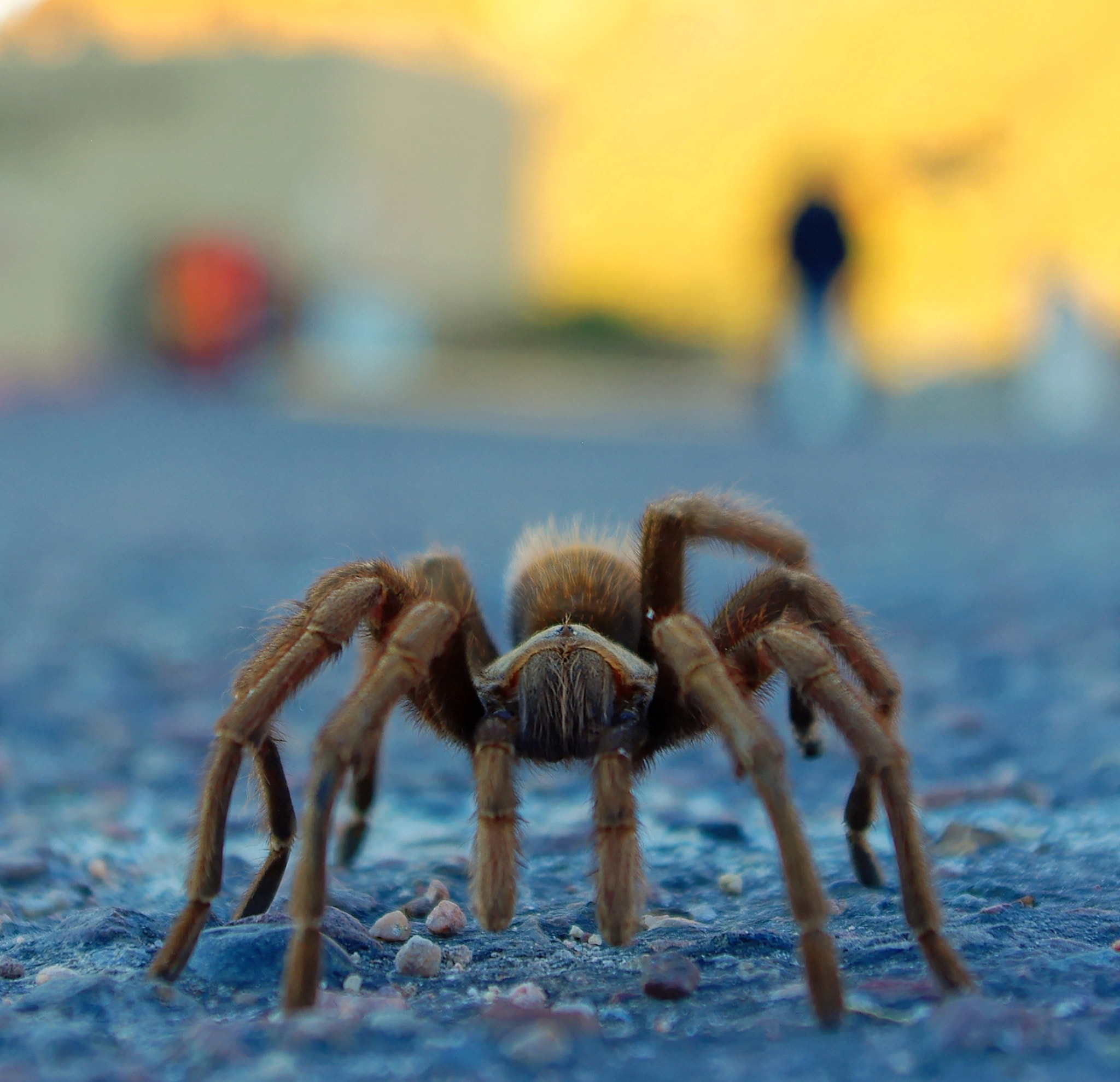 Pentax smc DA 18-55mm F3.5-5.6 ED AL II (IF) sample photo. Arachnophobia, anyone?! photography