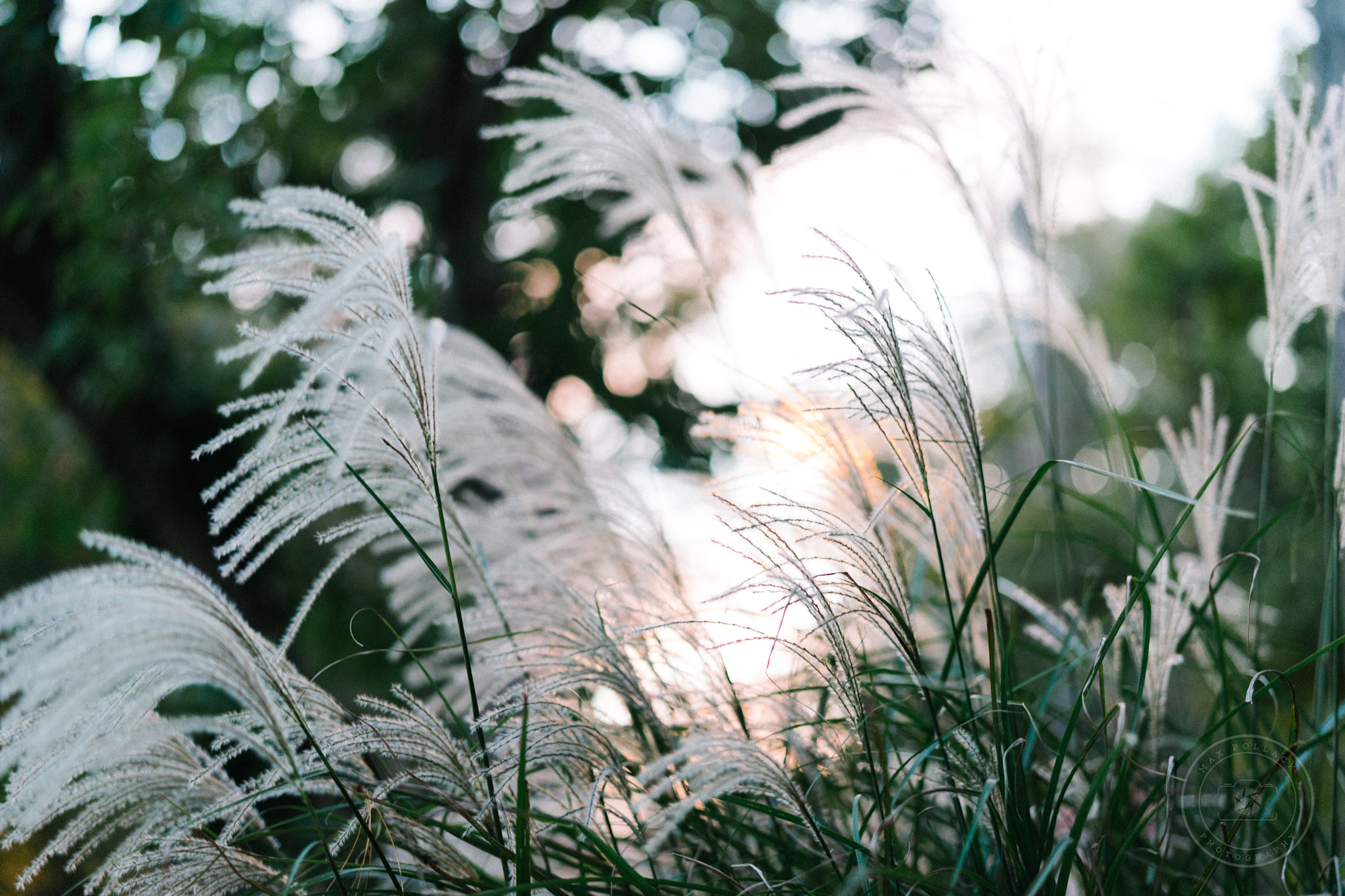 Sony Planar T* FE 50mm F1.4 ZA sample photo. Puffs photography