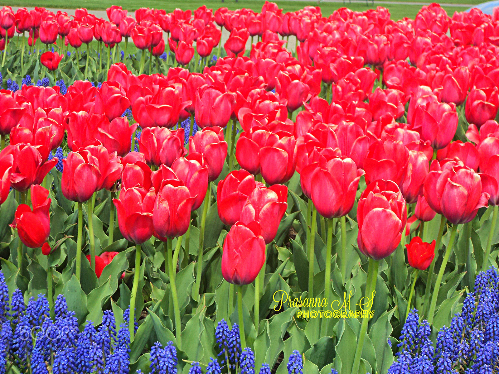 Sony Cyber-shot DSC-W310 sample photo. Tulip spread photography