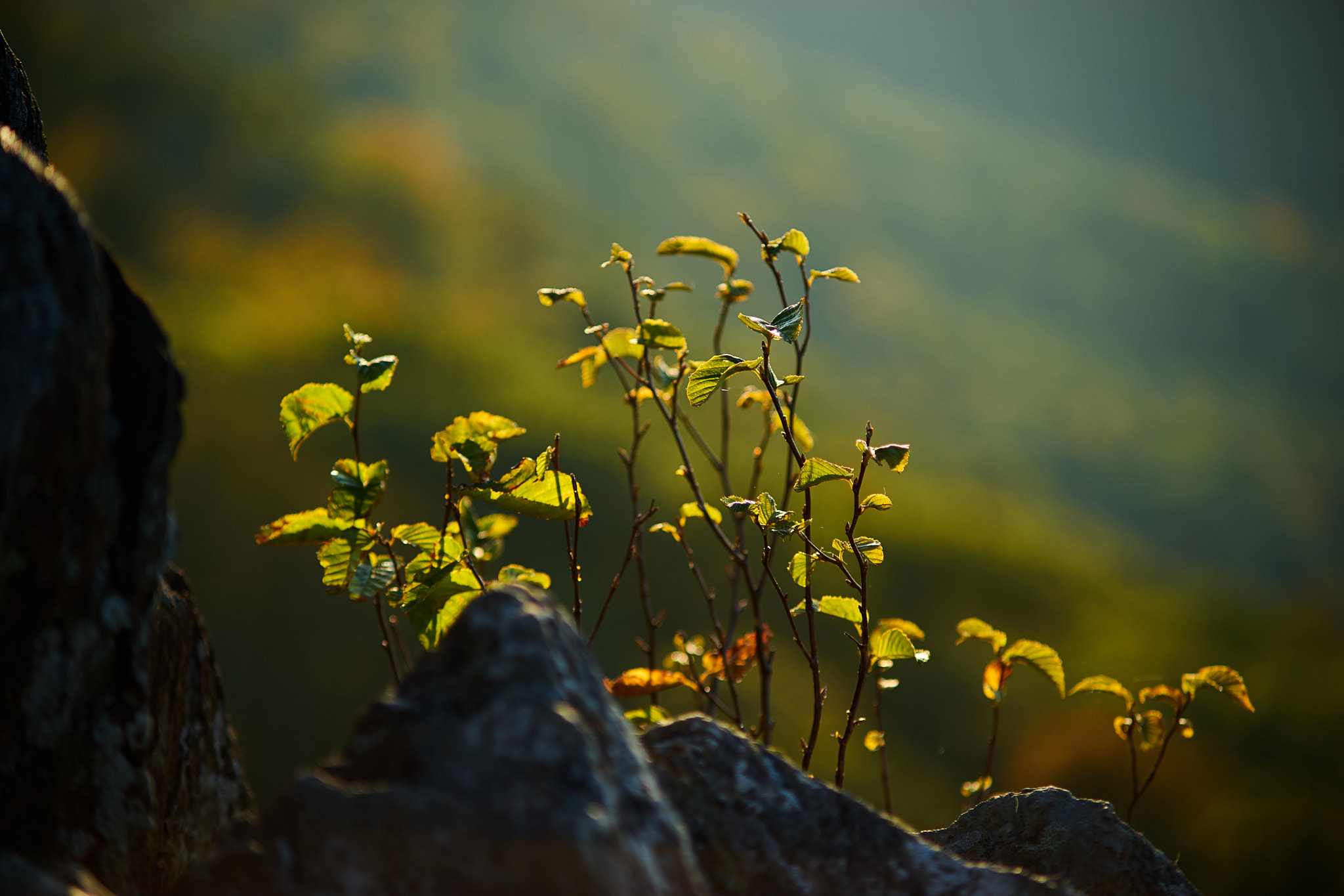 Minolta AF 70-210mm F4 Macro sample photo. Shenandoah national park photography