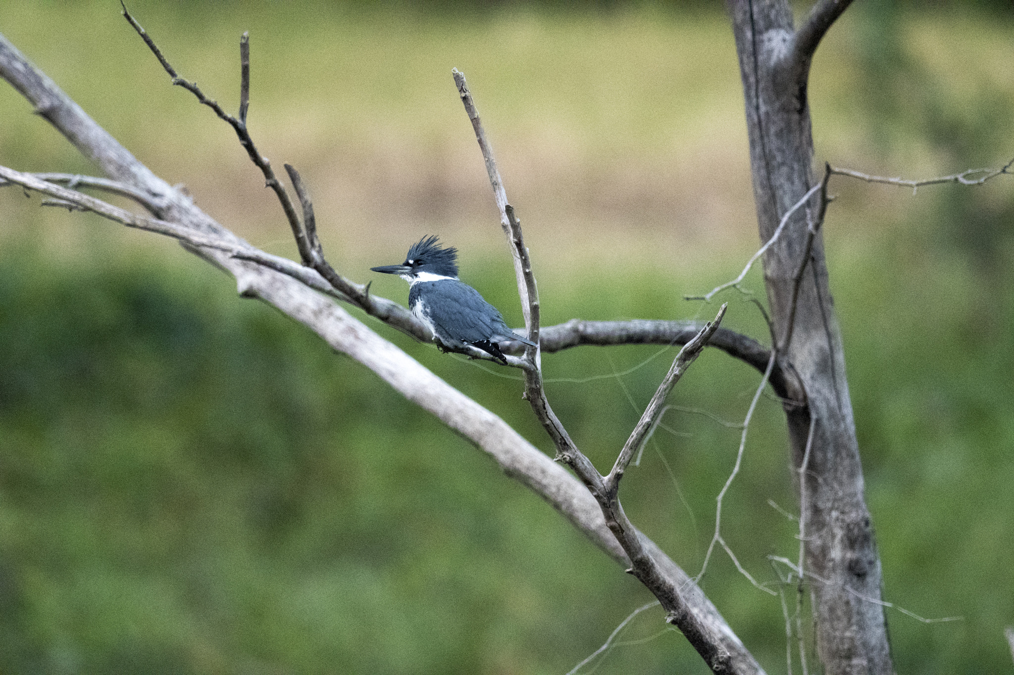 Nikon AF-S Nikkor 800mm F5.6E FL ED VR sample photo. Day at the lake photography