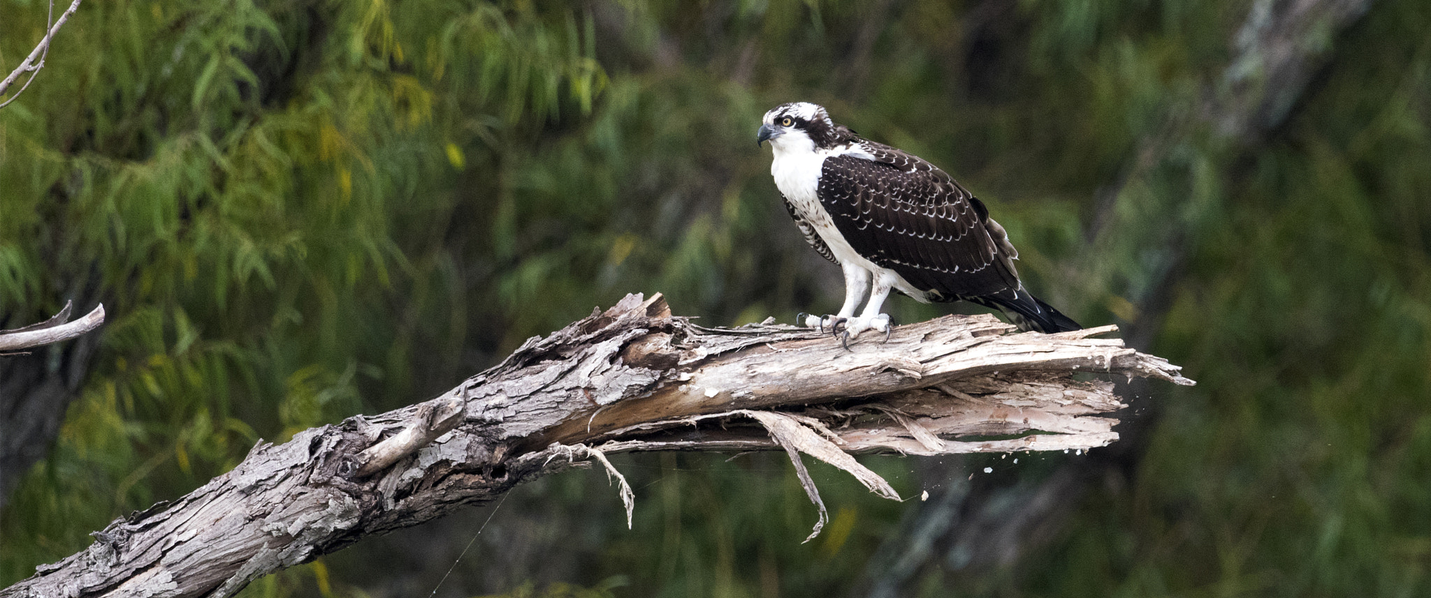 Nikon AF-S Nikkor 800mm F5.6E FL ED VR sample photo. Day at the lake photography