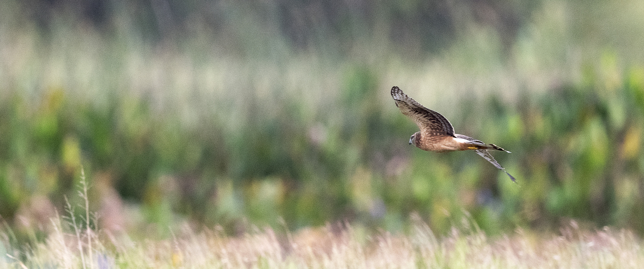 Nikon AF-S Nikkor 800mm F5.6E FL ED VR sample photo. Day at the lake photography