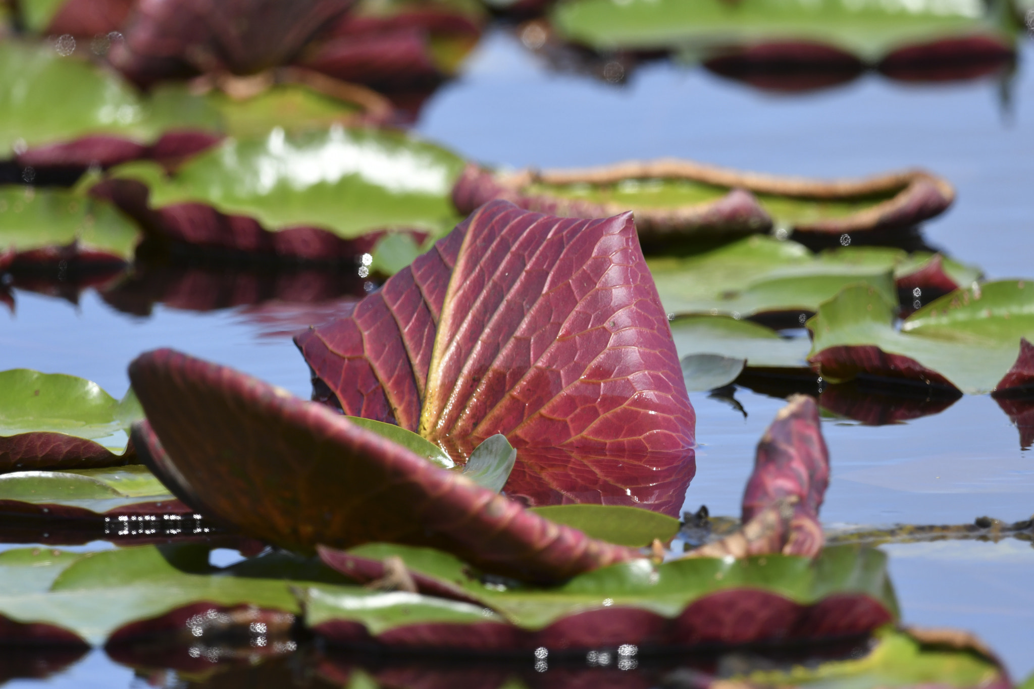 Nikon AF-S Nikkor 800mm F5.6E FL ED VR sample photo. Day at the lake photography