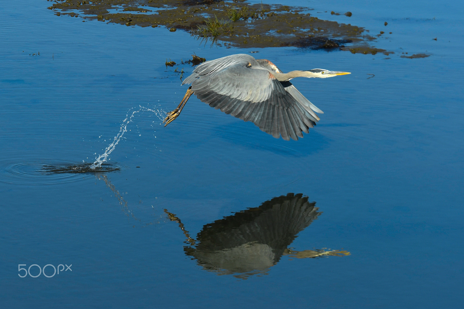 Nikon D5 sample photo. Great blue heron launch photography
