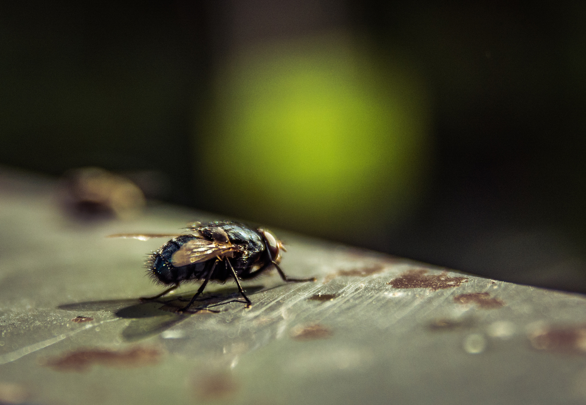 Nikon D7100 + Sigma 18-50mm F2.8 EX DC Macro sample photo. The fly photography