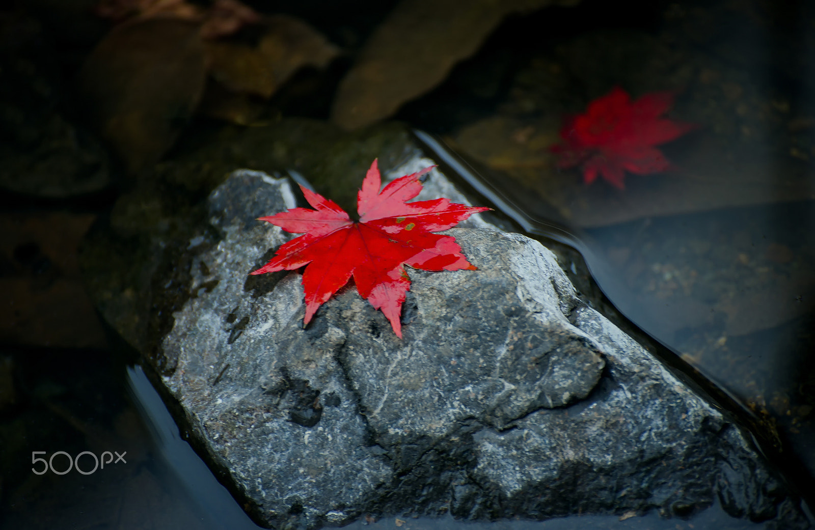 Nikon D3S sample photo. Maple color photography