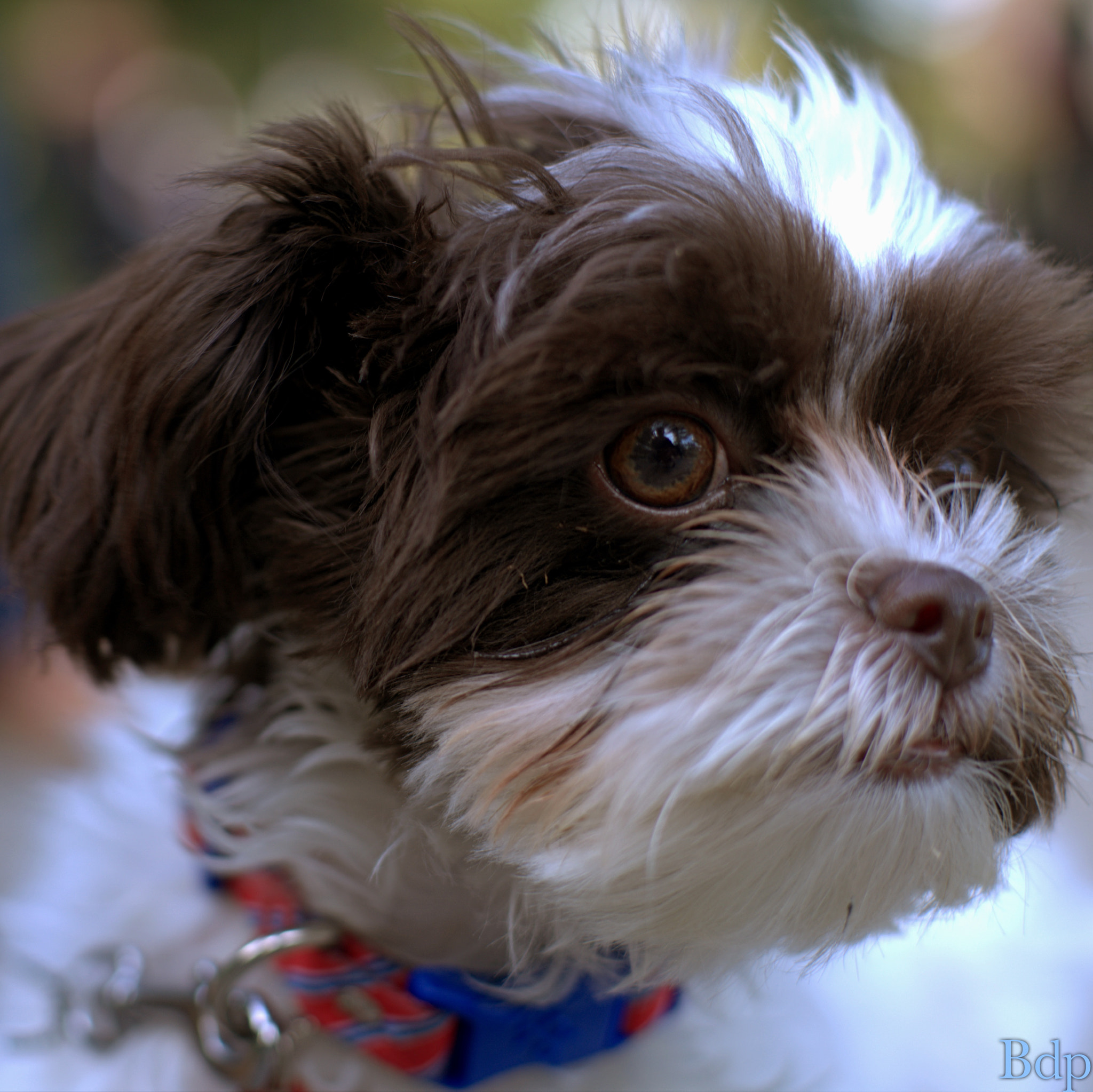 Sony a7 + Sony 50mm F1.4 sample photo. He's looking at you . . . photography