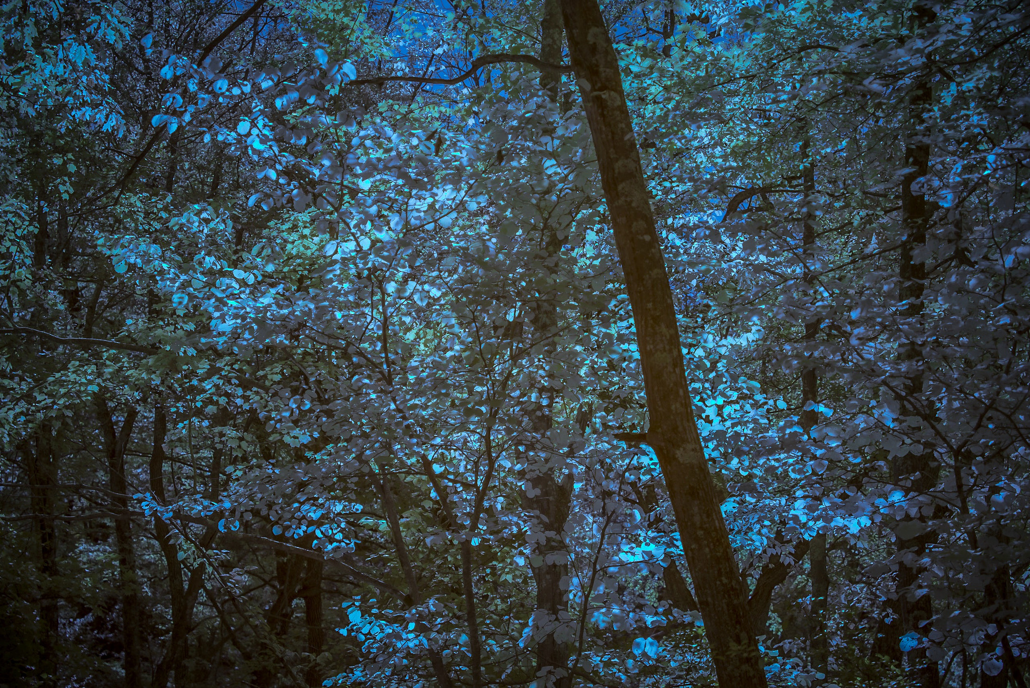 Sony Vario-Sonnar T* 24-70mm F2.8 ZA SSM II sample photo. Nehantic forest, connecticut, autumn foliage as ca ... photography