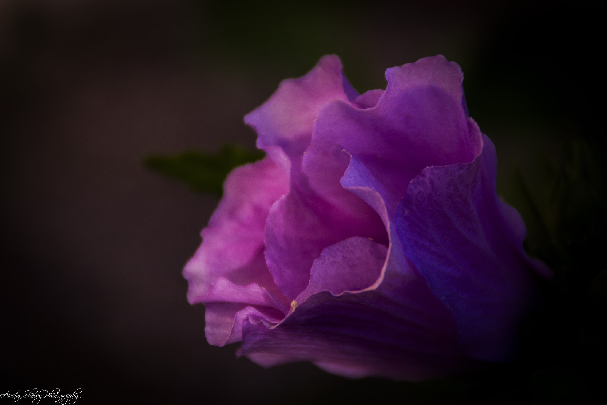 Canon EOS 600D (Rebel EOS T3i / EOS Kiss X5) + Tamron AF 18-200mm F3.5-6.3 XR Di II LD Aspherical (IF) Macro sample photo. Purple flower macro photography