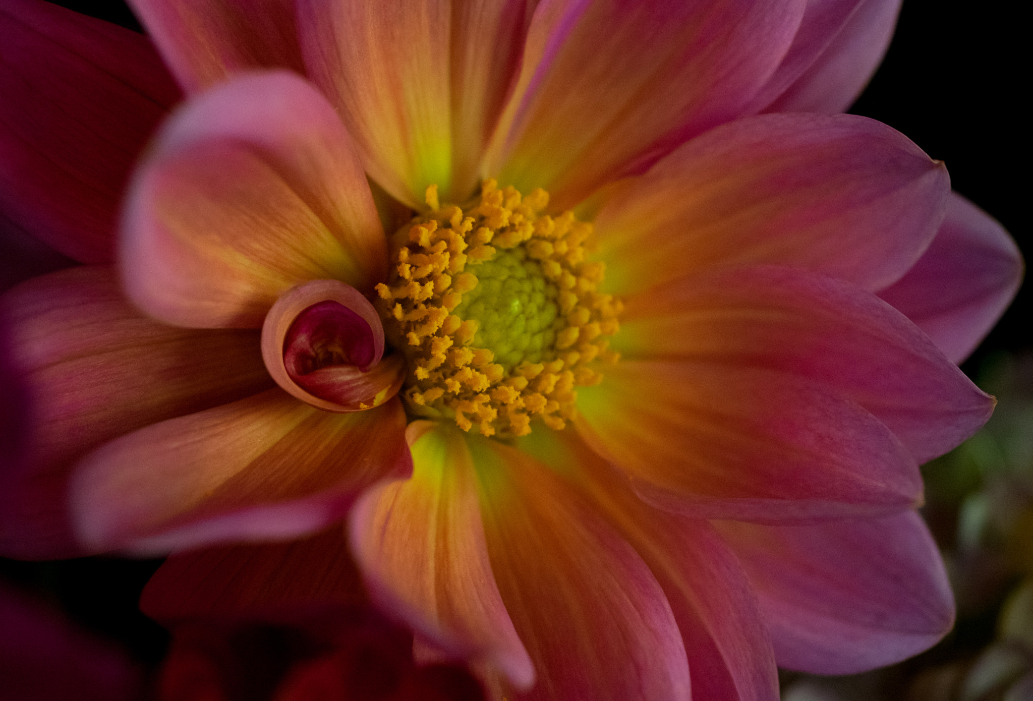 Pentax K-3 + smc PENTAX-FA Macro 50mm F2.8 sample photo. Dahlia  photography