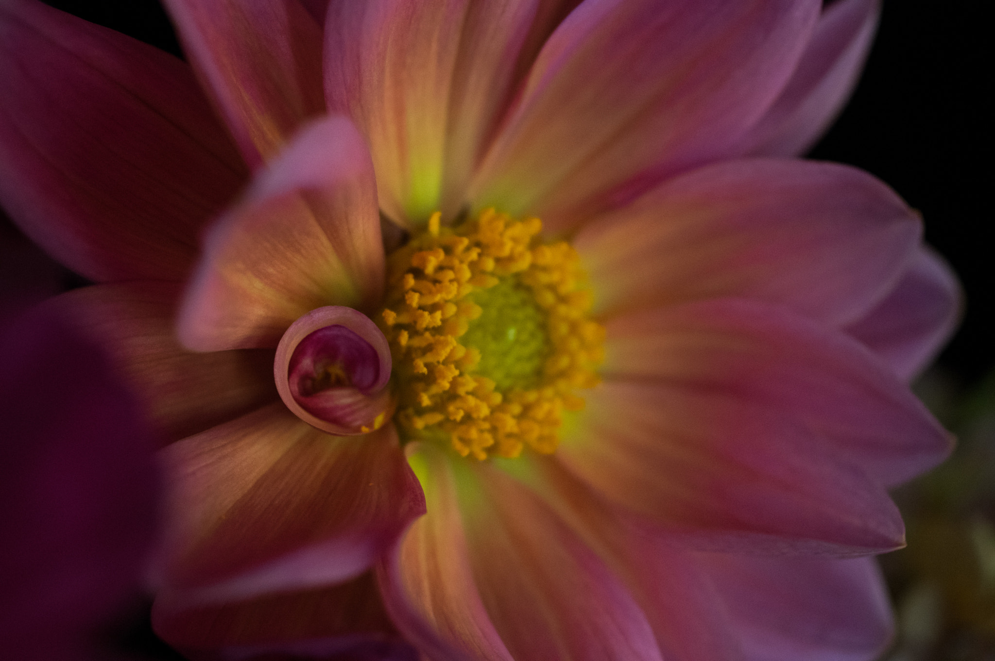 Pentax K-3 + smc PENTAX-FA Macro 50mm F2.8 sample photo. Dahlia curl photography