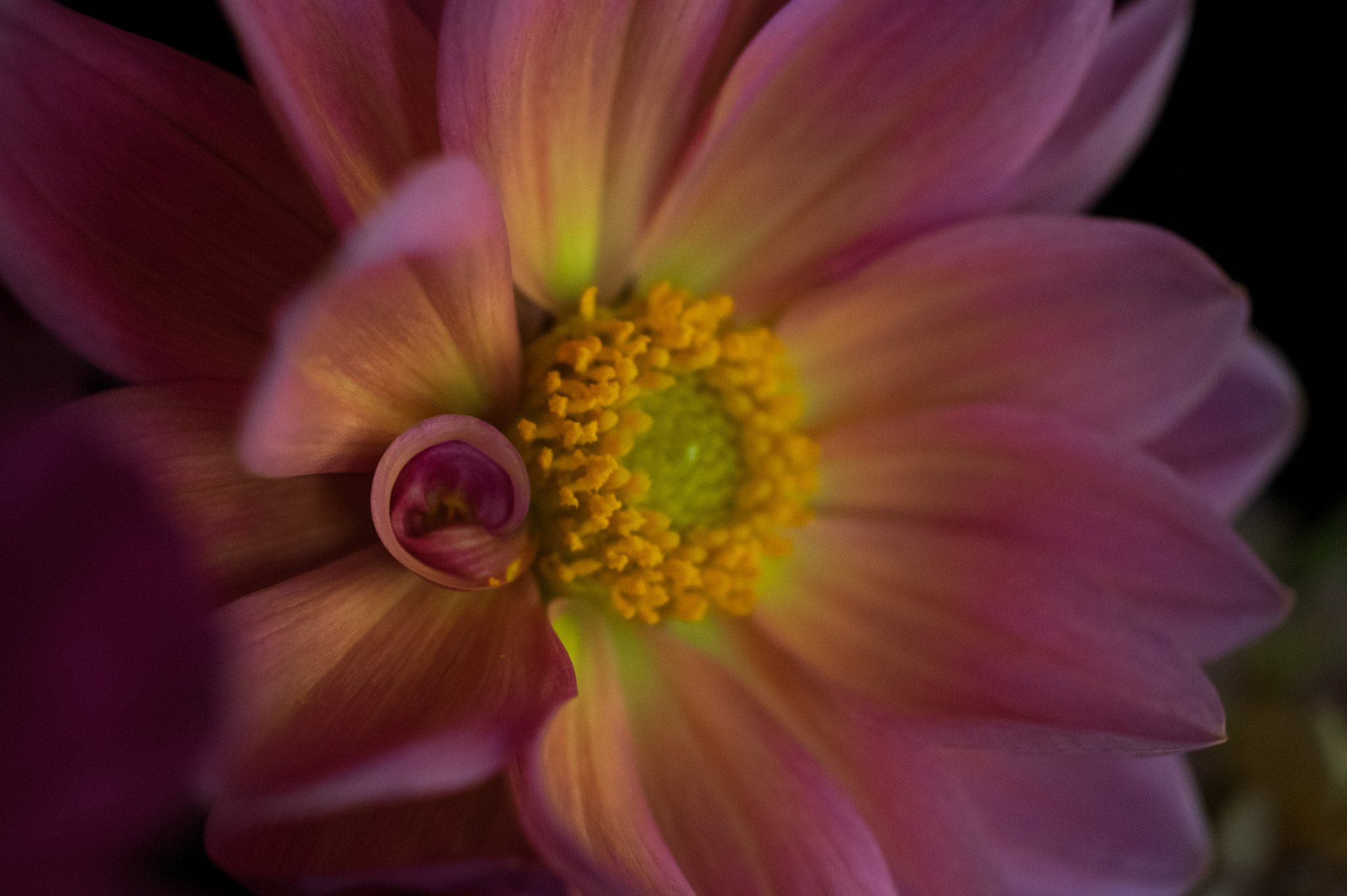 smc PENTAX-FA Macro 50mm F2.8 sample photo. Dahlia curl photography