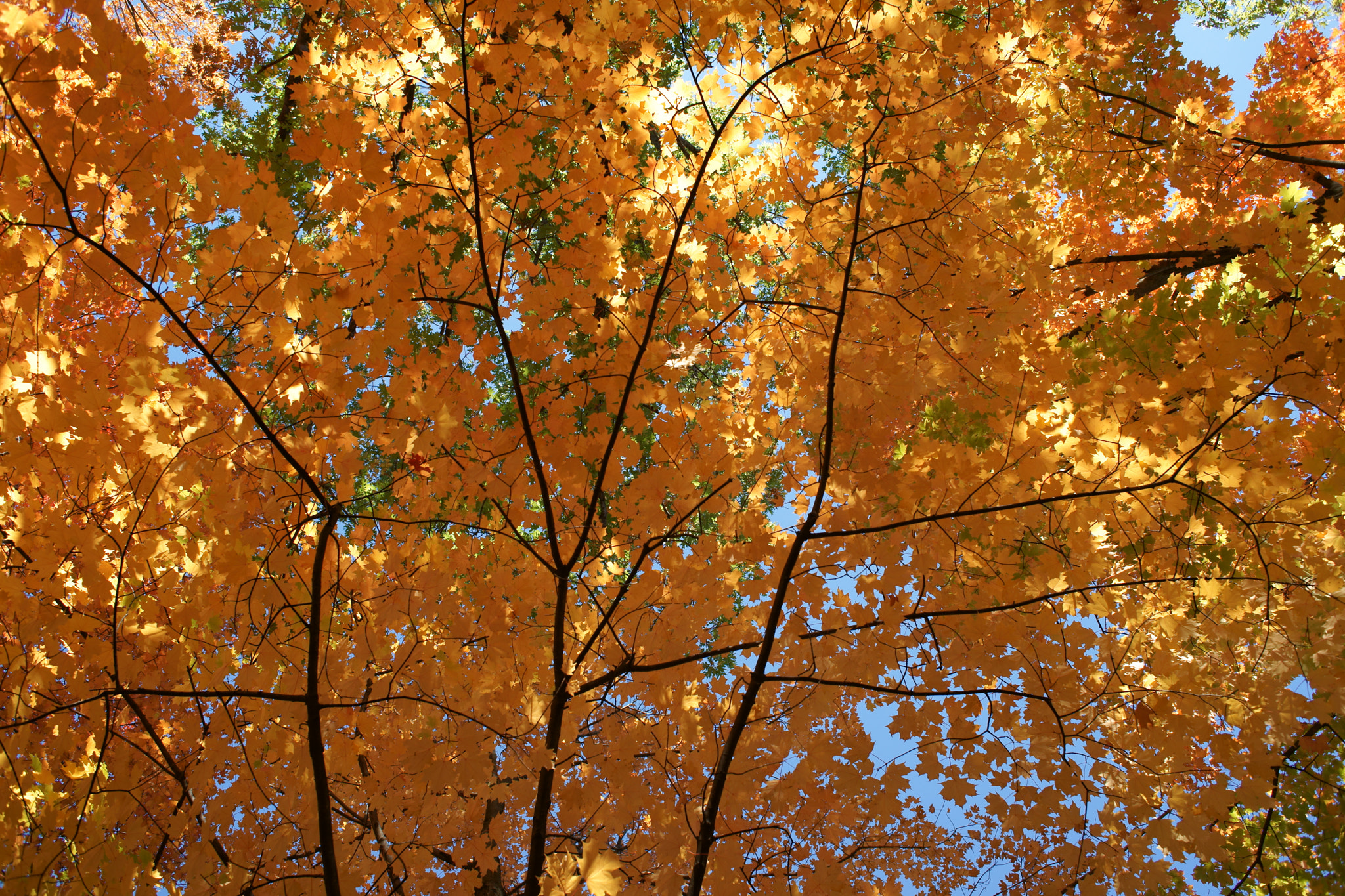 Minolta AF 28mm F2 sample photo. Trees in fall photography