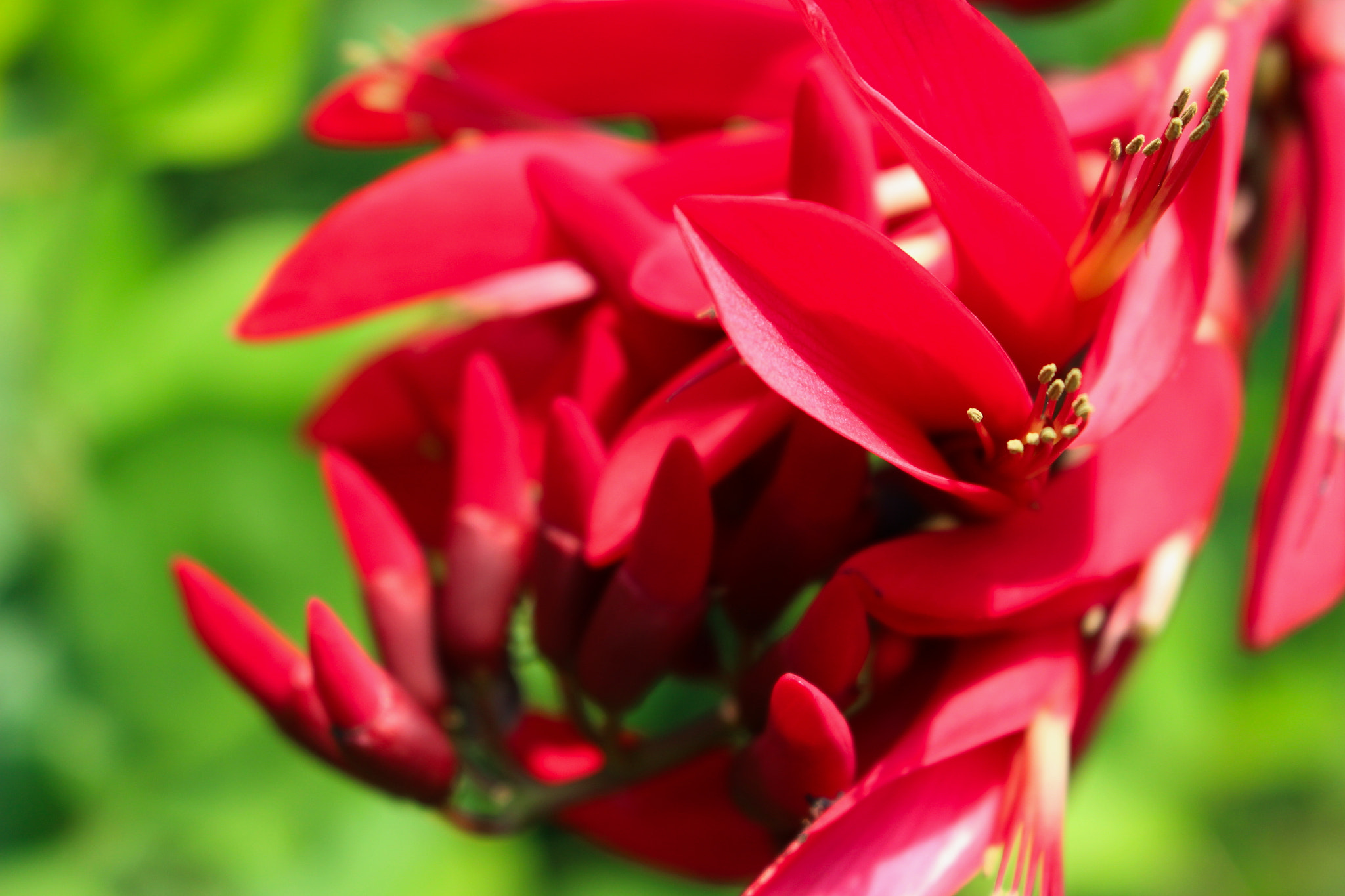 Canon EOS 700D (EOS Rebel T5i / EOS Kiss X7i) sample photo. Deigo photography