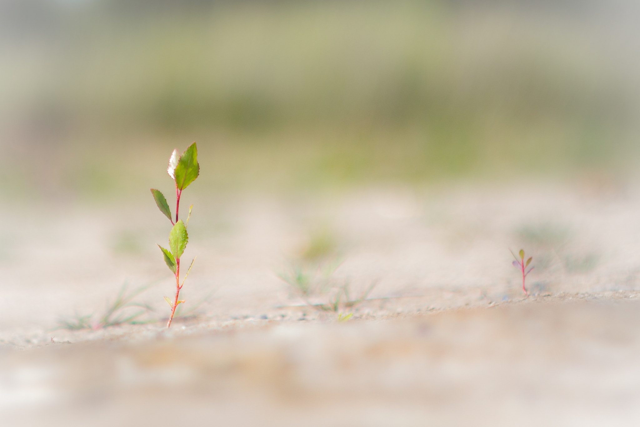Canon EF 35-80mm f/4-5.6 sample photo. Two tiny plants photography