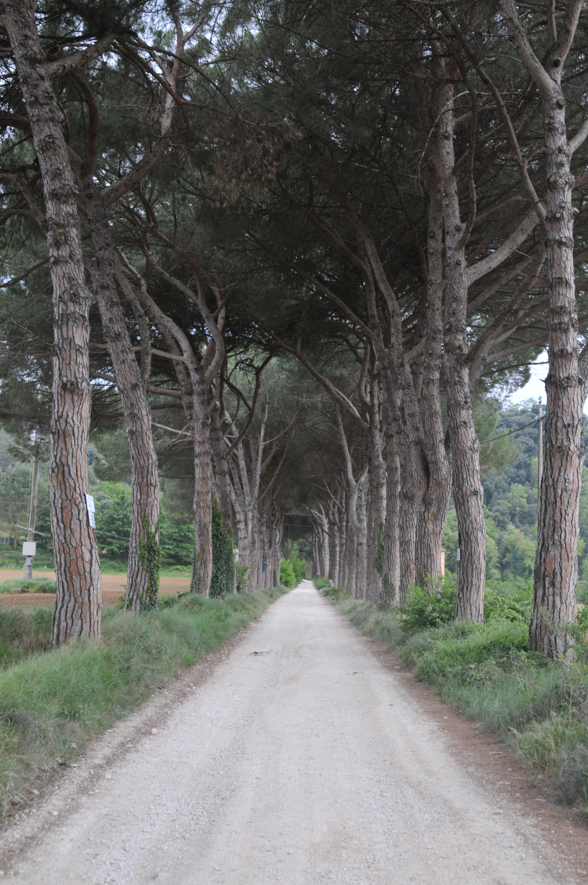 Nikon D300 sample photo. Italy photography