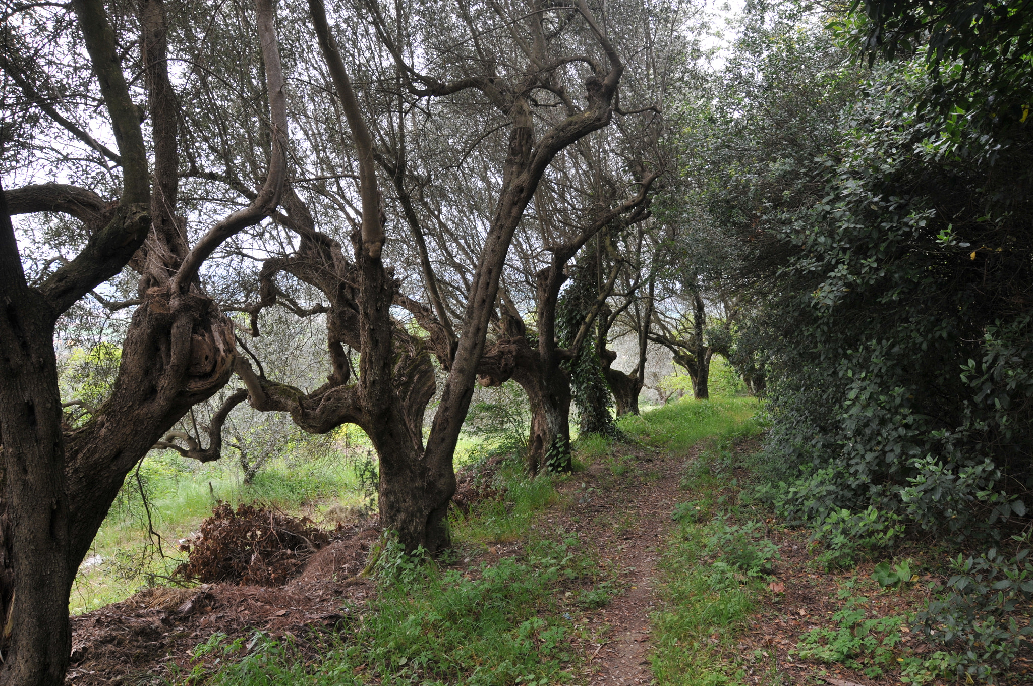 Nikon D300 sample photo. Italy photography