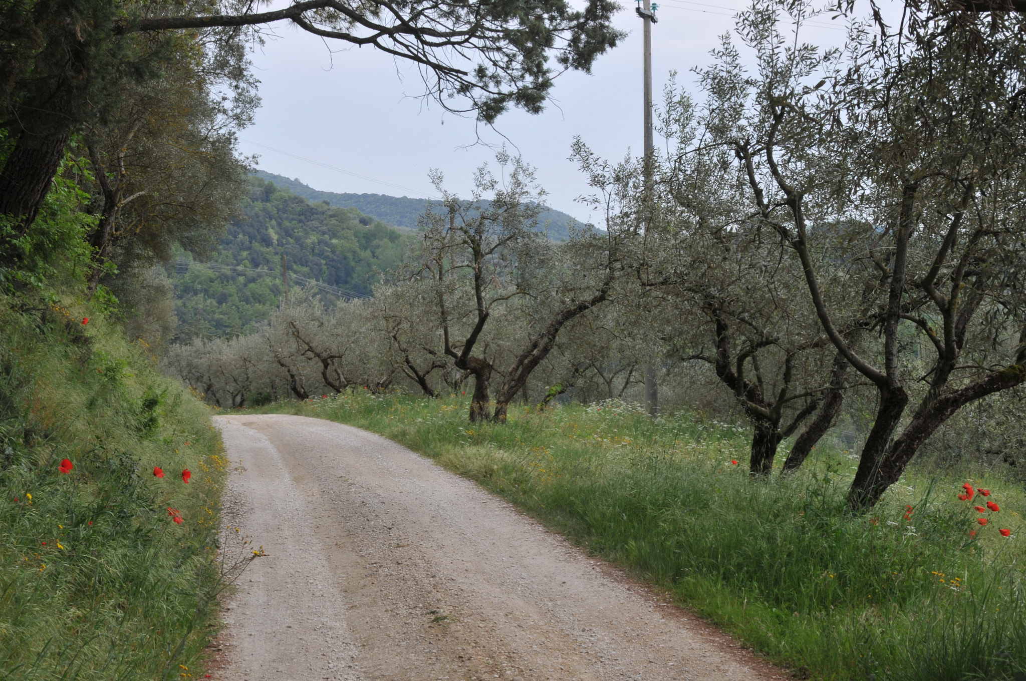 Nikon D300 sample photo. Italy photography