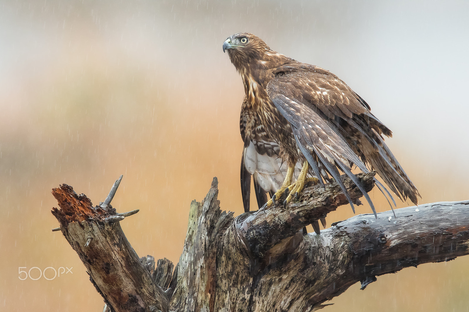 Canon EF 600mm F4L IS II USM sample photo. Majestic hawk photography
