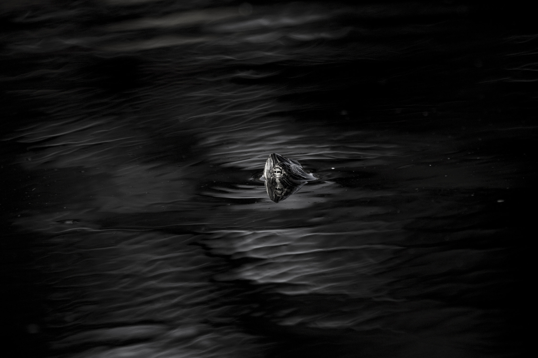 Canon EF 100-400mm F4.5-5.6L IS USM sample photo. Interfacing new horizons photography