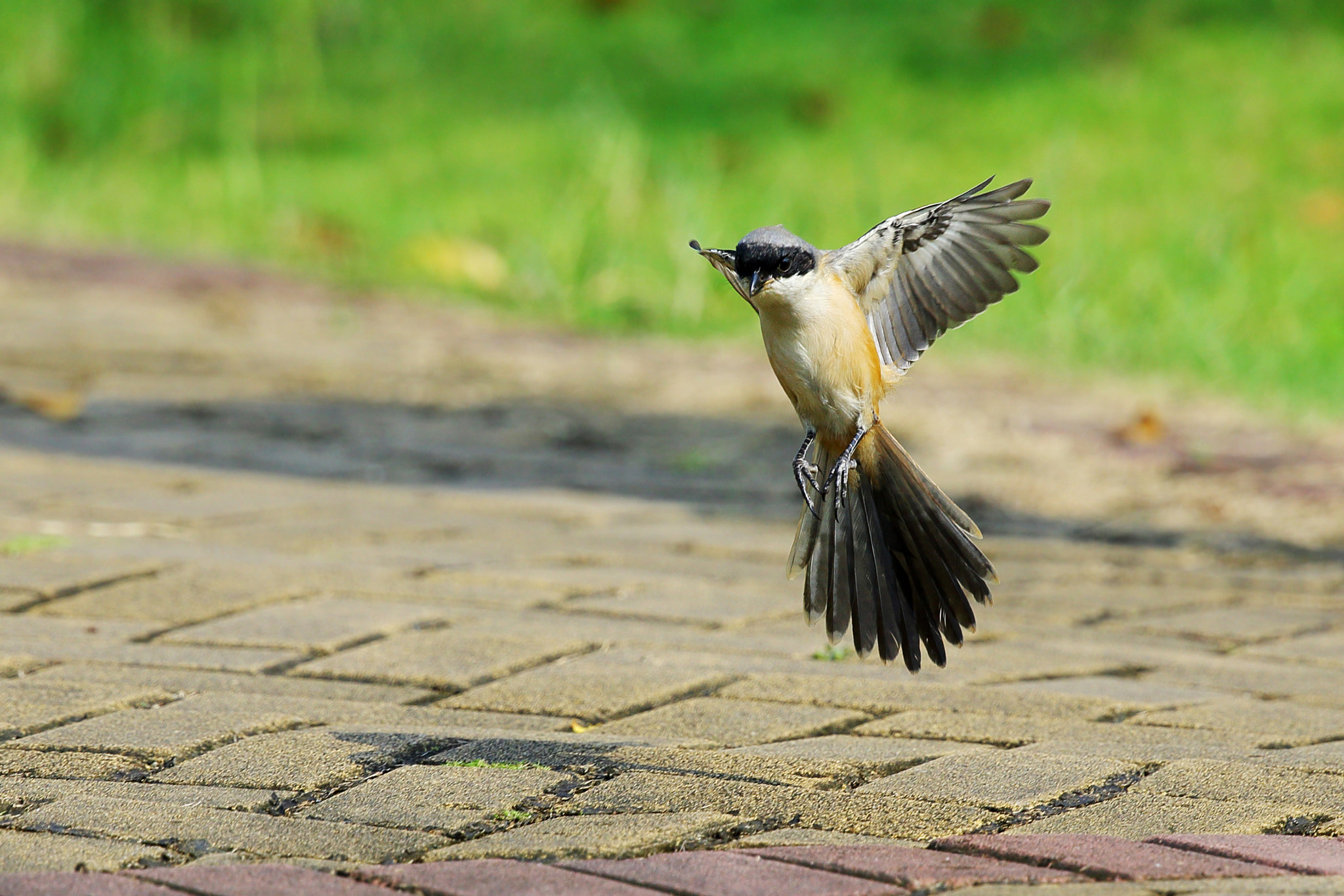 Canon EF 300mm F2.8L IS II USM sample photo. Return photography