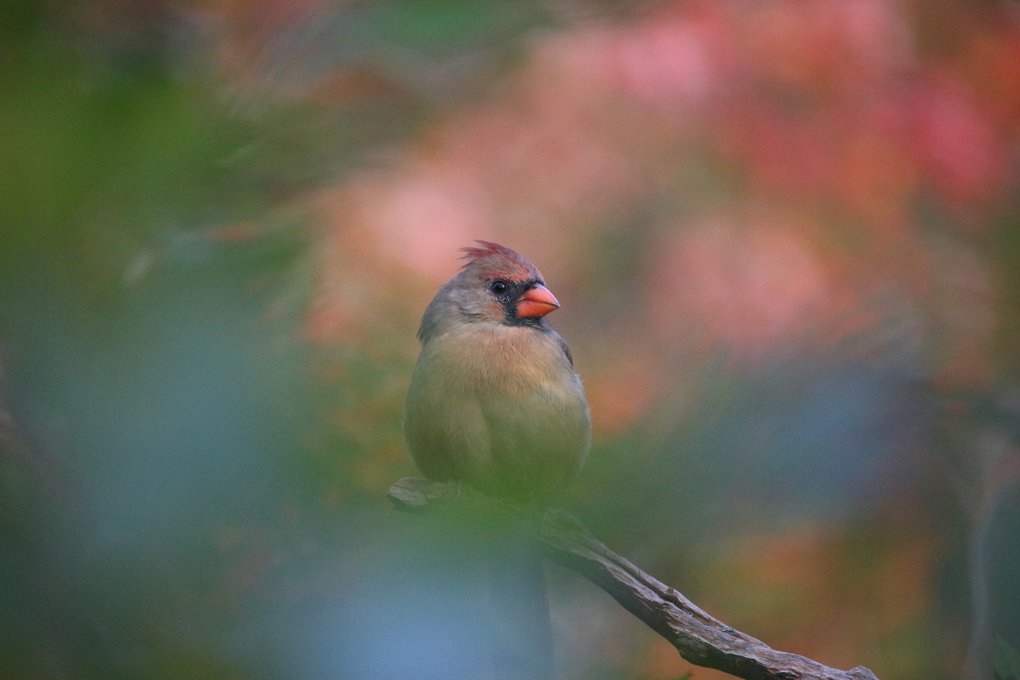 Canon EOS 100D (EOS Rebel SL1 / EOS Kiss X7) sample photo. Watercolor cardinal photography