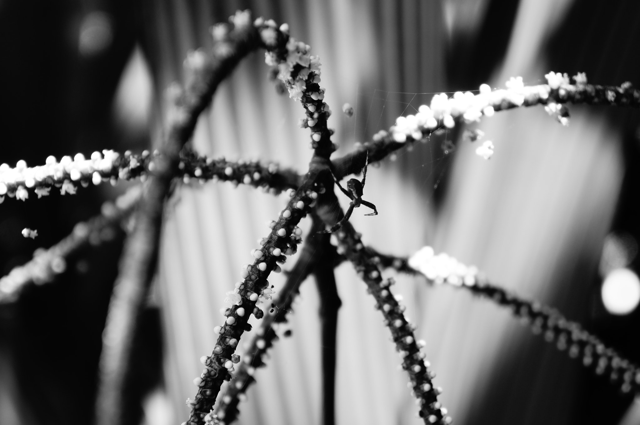 Sony Alpha NEX-C3 sample photo. Xxx photography