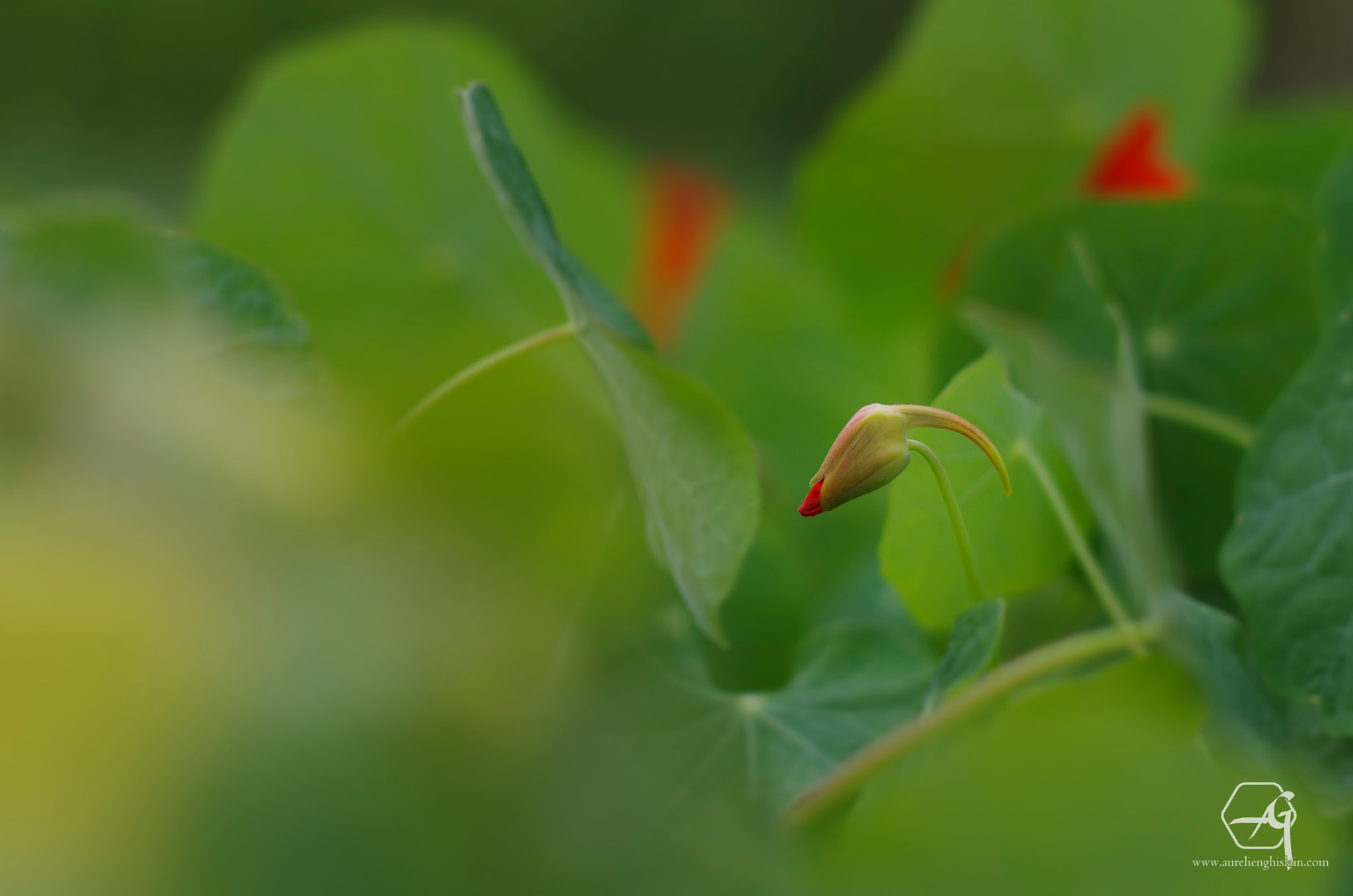 Pentax K-5 + Pentax smc FA 50mm F1.4 sample photo. Grande capucine, tropaeolum majus photography