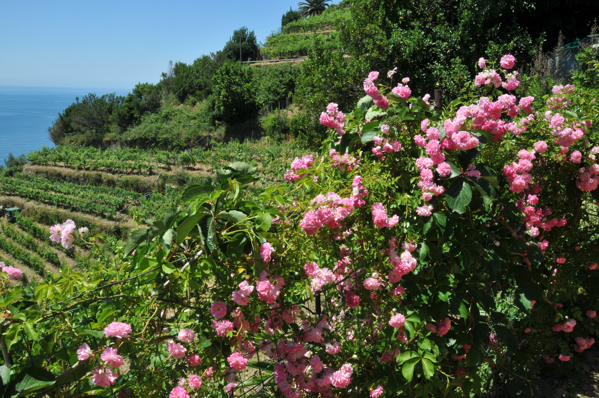 Nikon D300 sample photo. Cinque terre, italy photography