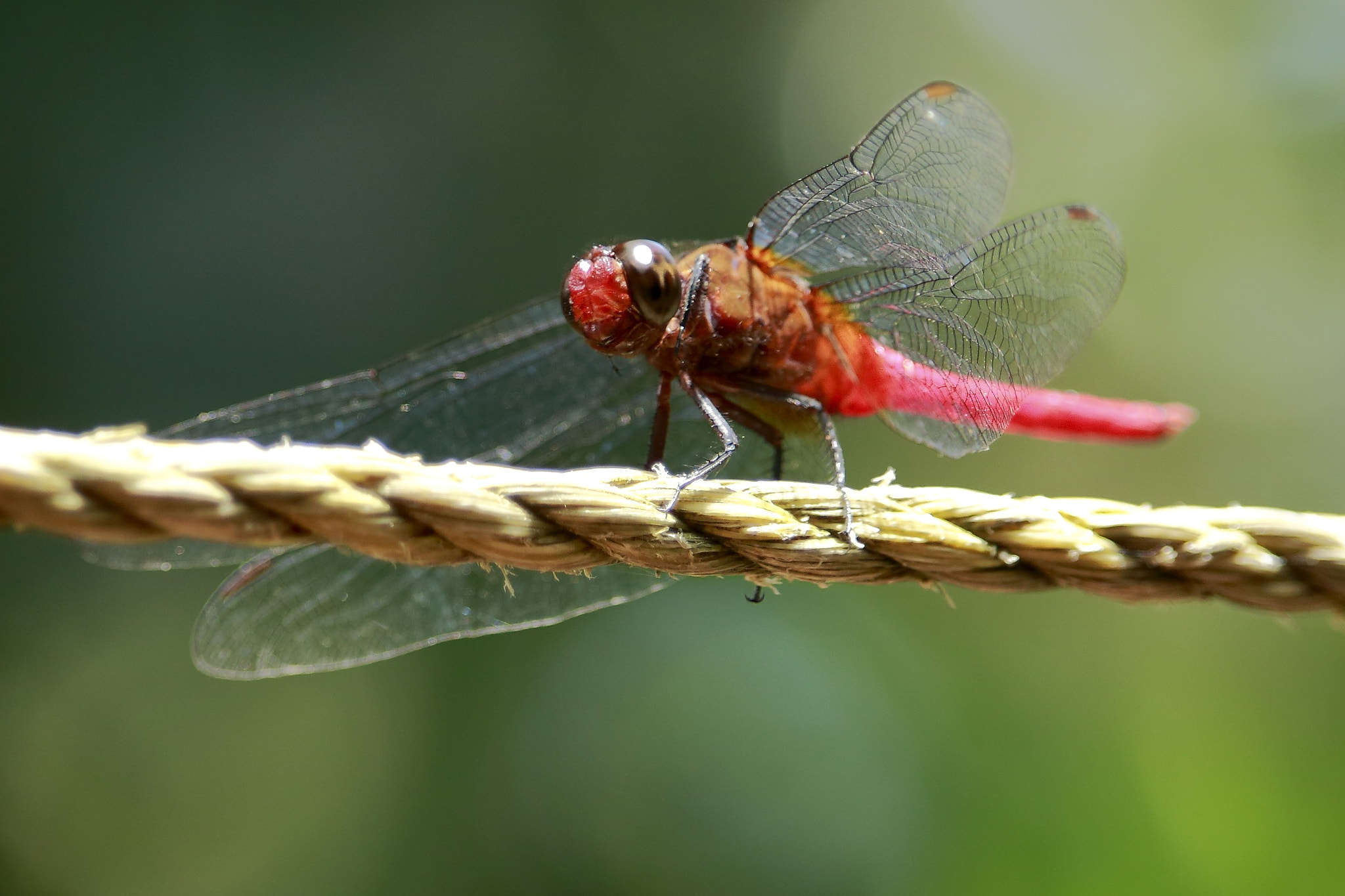 Canon EF-S 55-250mm F4-5.6 IS STM sample photo. Dragonfly photography