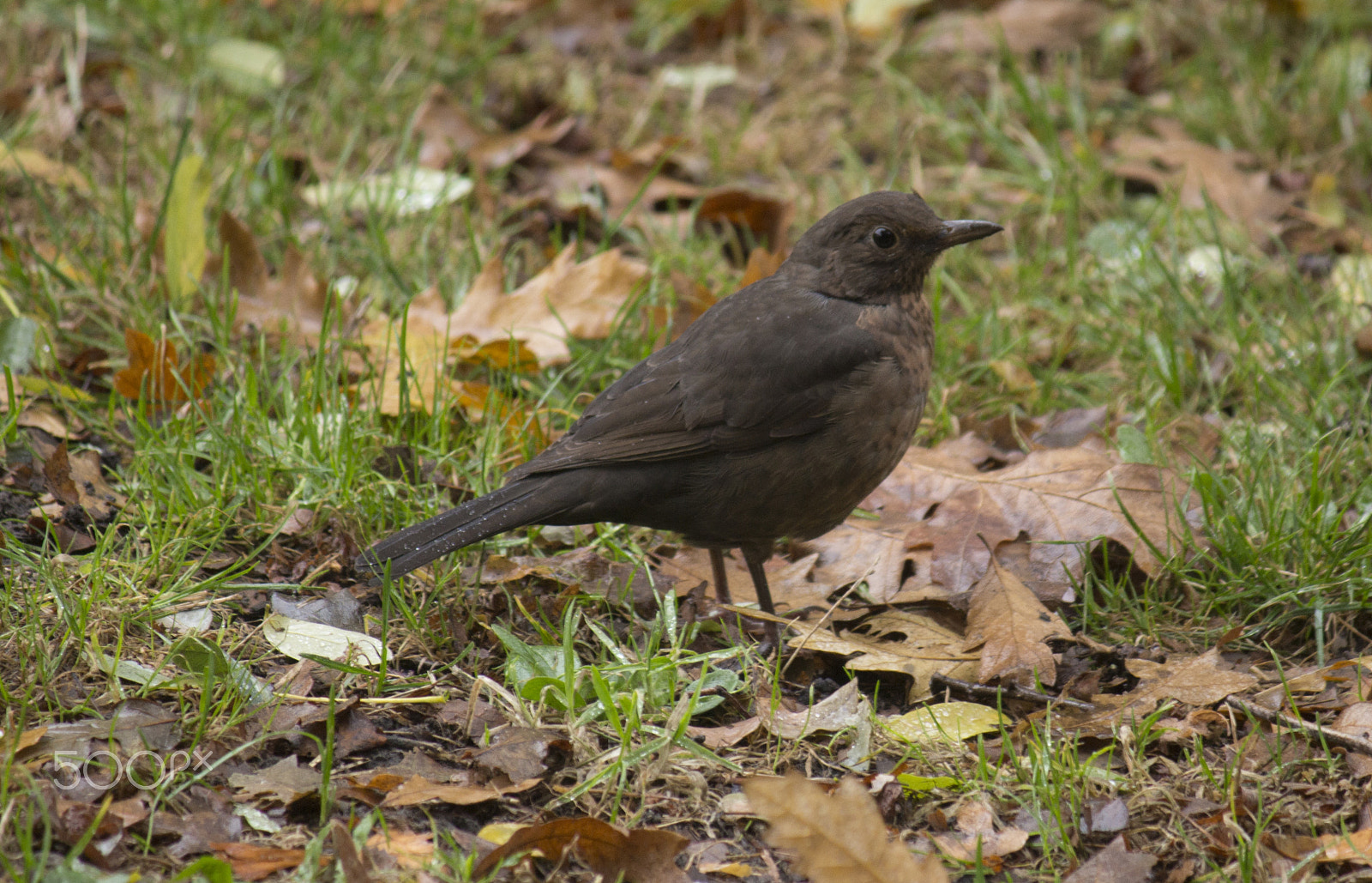 Canon EF-S 55-250mm F4-5.6 IS sample photo. Blackbird in autumn photography