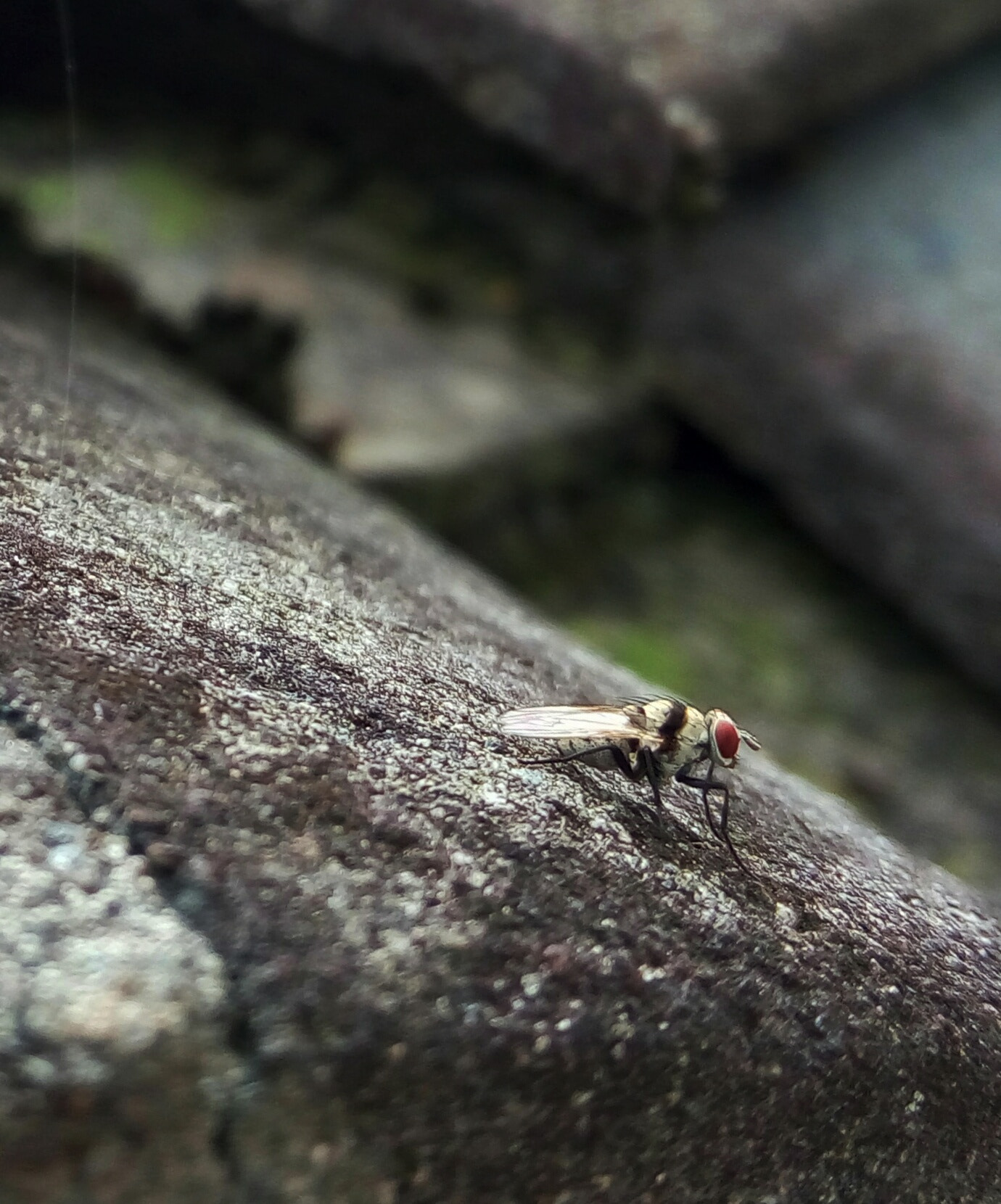 Meizu m1 note sample photo. The fly warrior photography