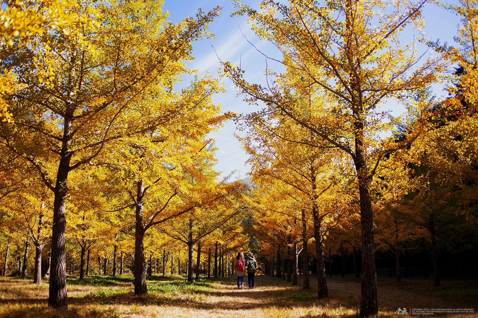 Canon EOS 5D Mark II + Canon EF 35mm F2 sample photo. The lights of autumn photography