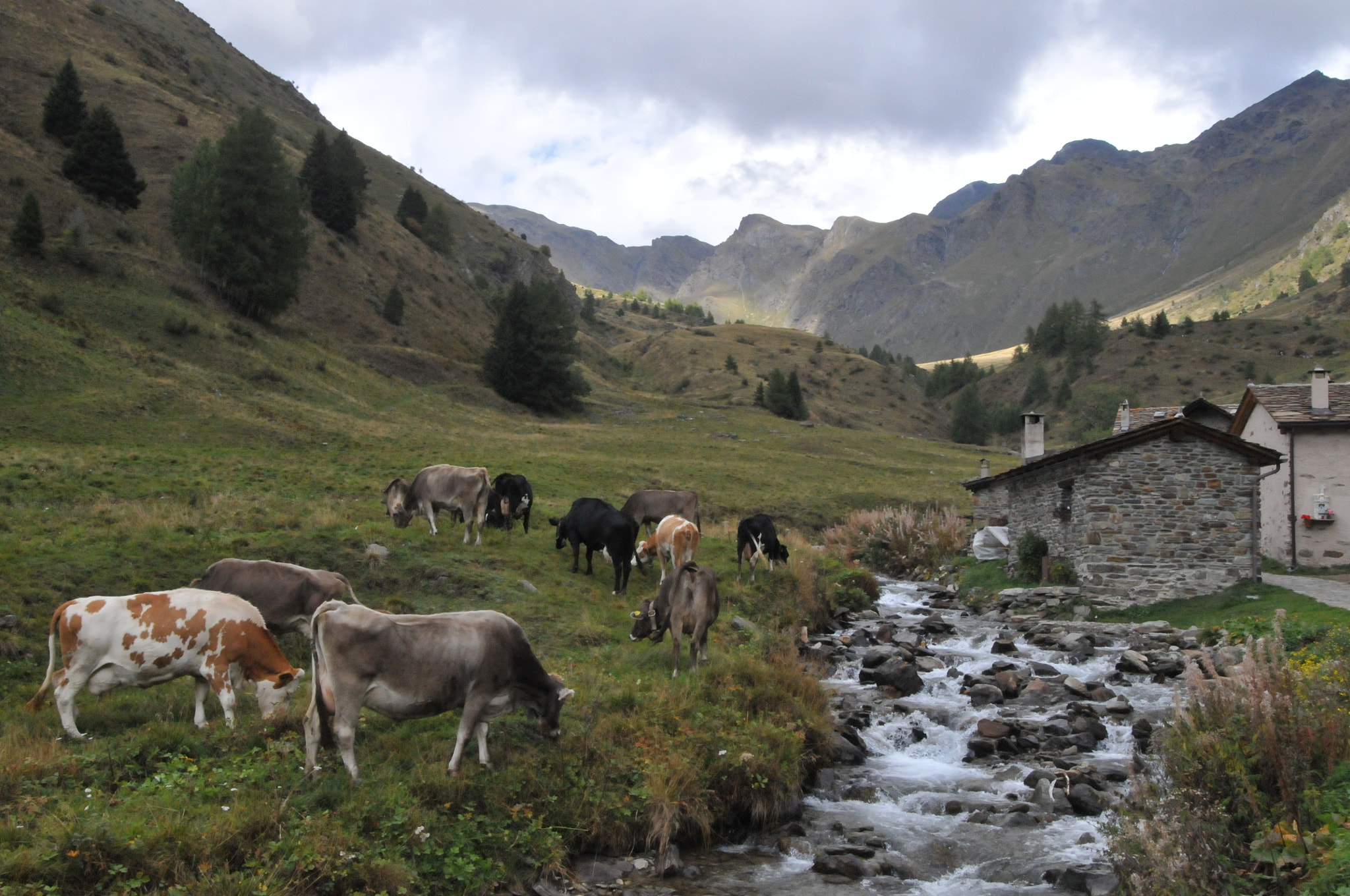 Nikon D300 sample photo. Caso di viso, italy photography