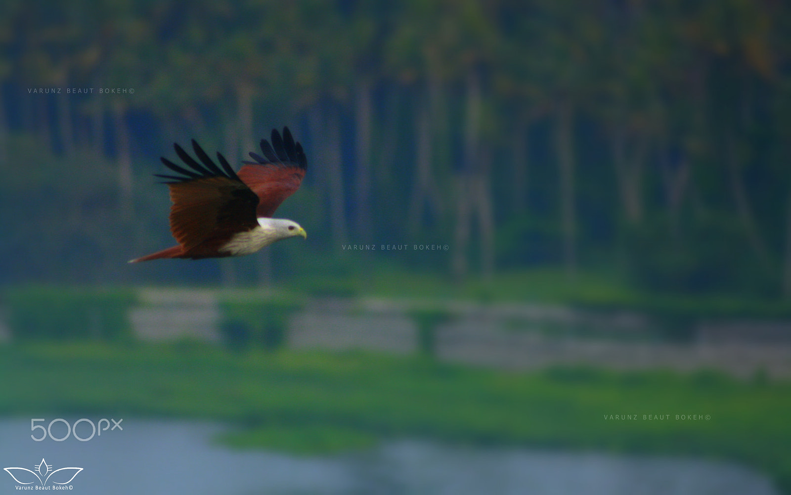 Canon EOS 1000D (EOS Digital Rebel XS / EOS Kiss F) sample photo. That graceful flight! #1 photography