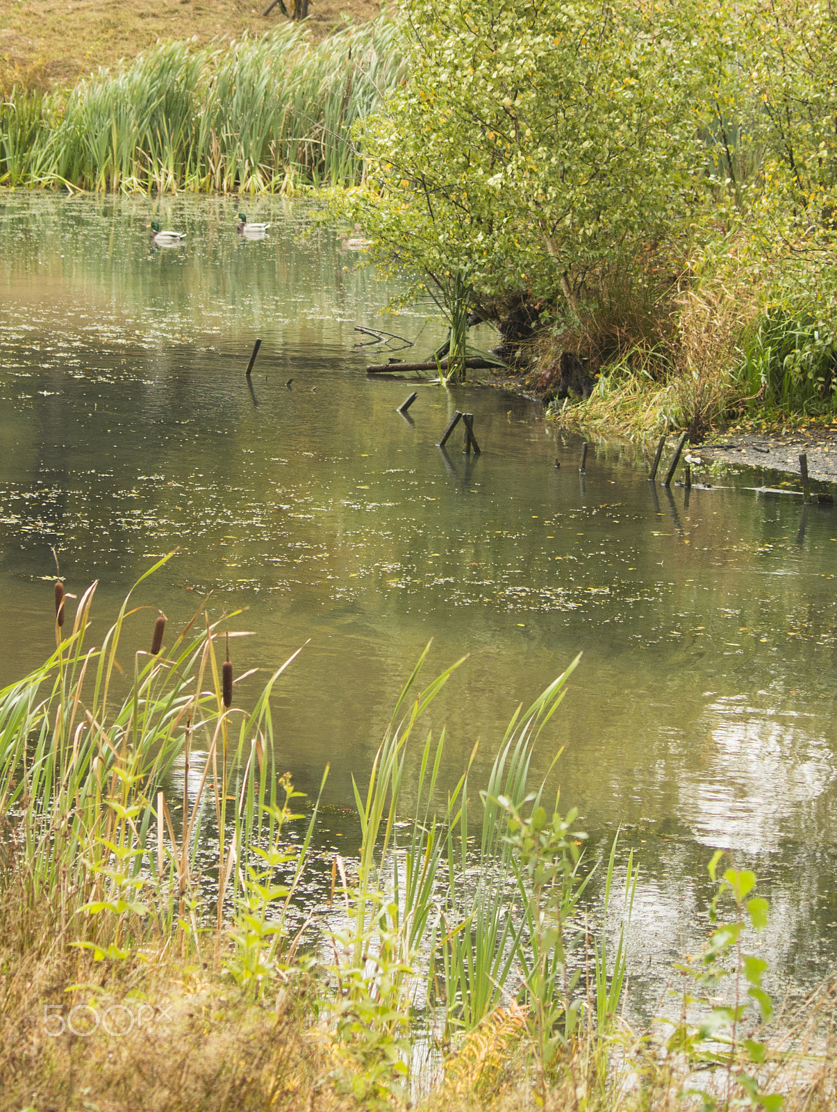 Canon EF-S 55-250mm F4-5.6 IS sample photo. Autumn pond photography
