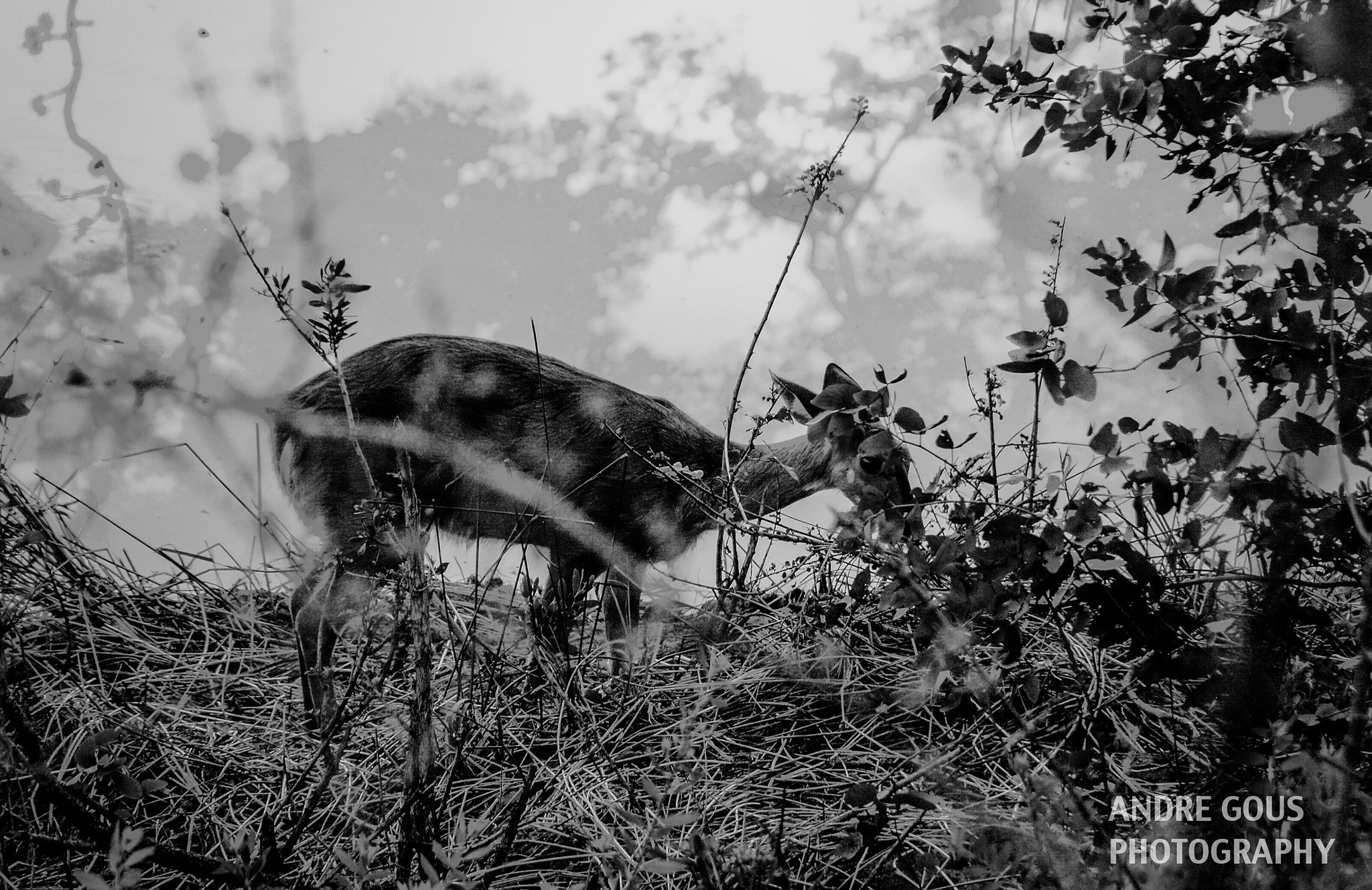 Nikon D300S sample photo. Scorching, tinder dry season before the rain comes photography