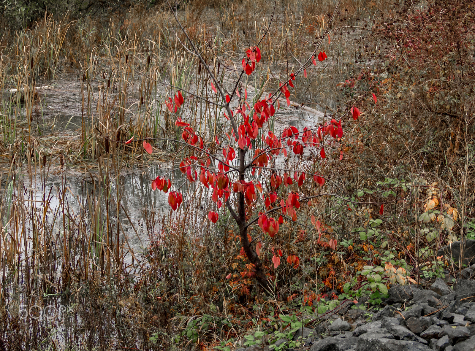 Olympus PEN E-PL1 sample photo. Red leaves photography